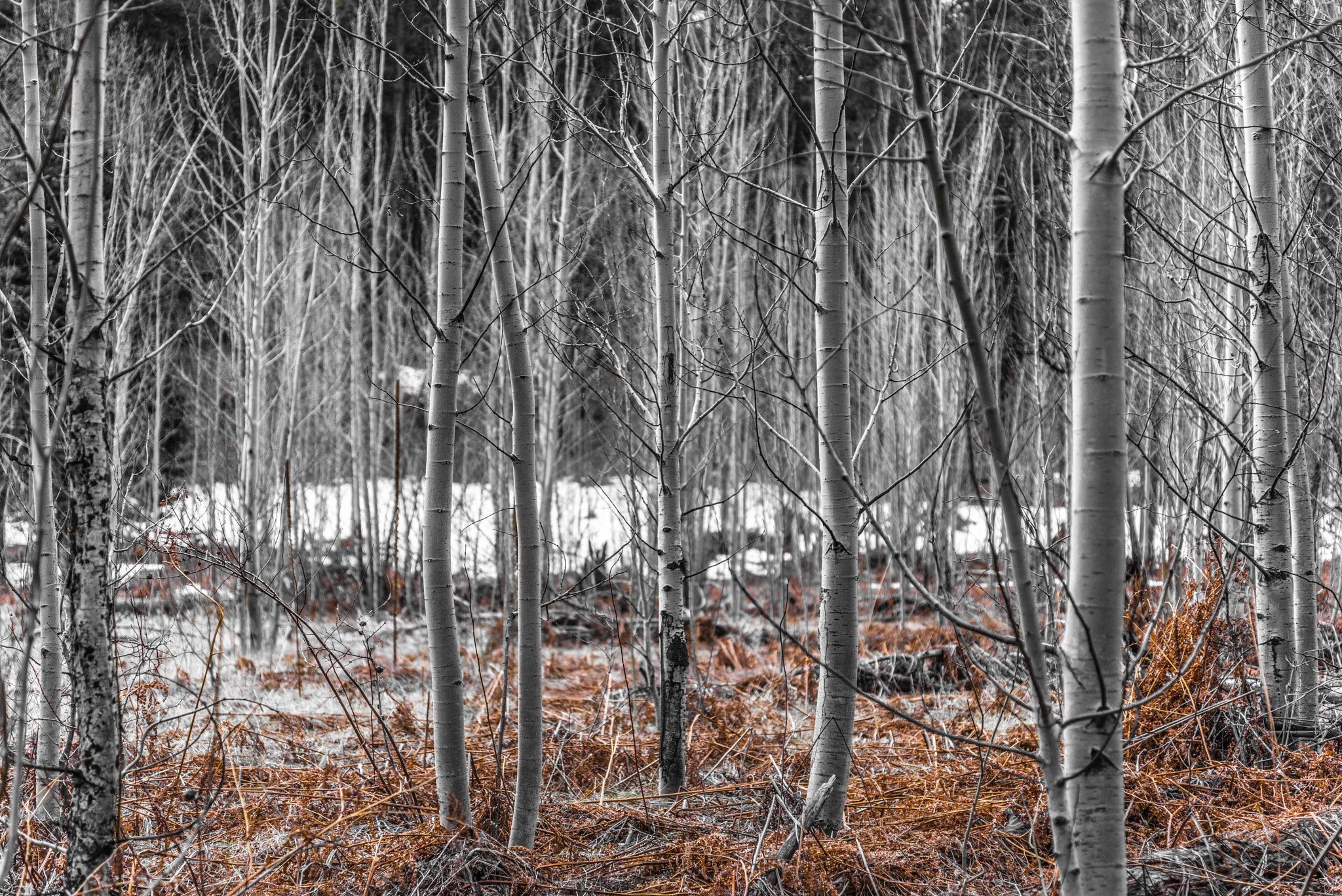 Nikon D810 sample photo. An aspen slumber photography