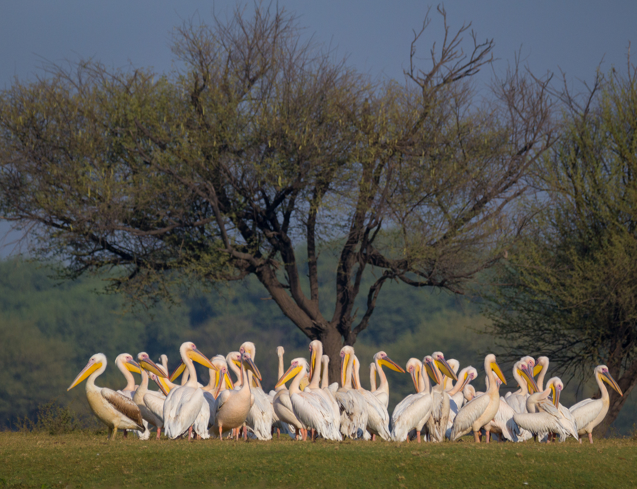Tamron SP 150-600mm F5-6.3 Di VC USD sample photo. Pelicans  photography
