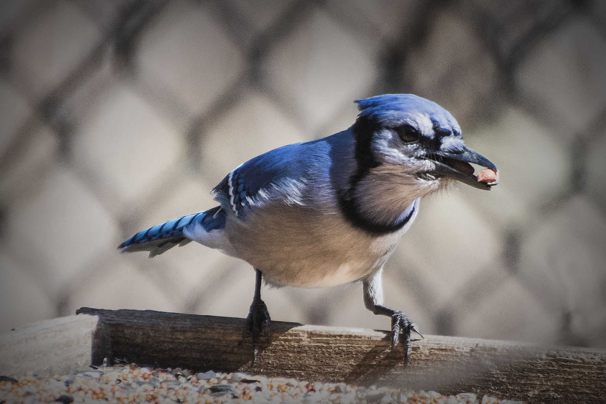Nikon D500 sample photo. What's mine is mine. windsor, on. photography