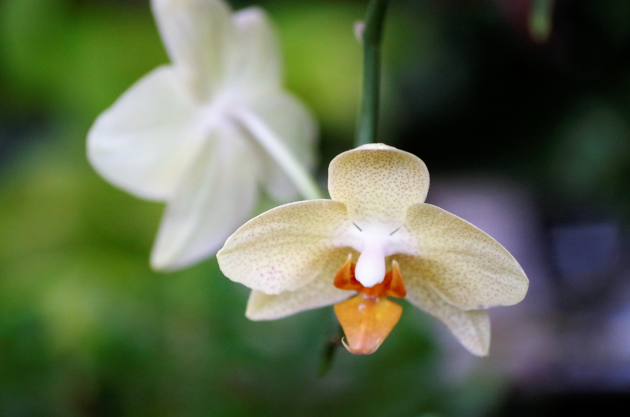 smc PENTAX-DA L 55-300mm F4-5.8 ED sample photo. Bright photography