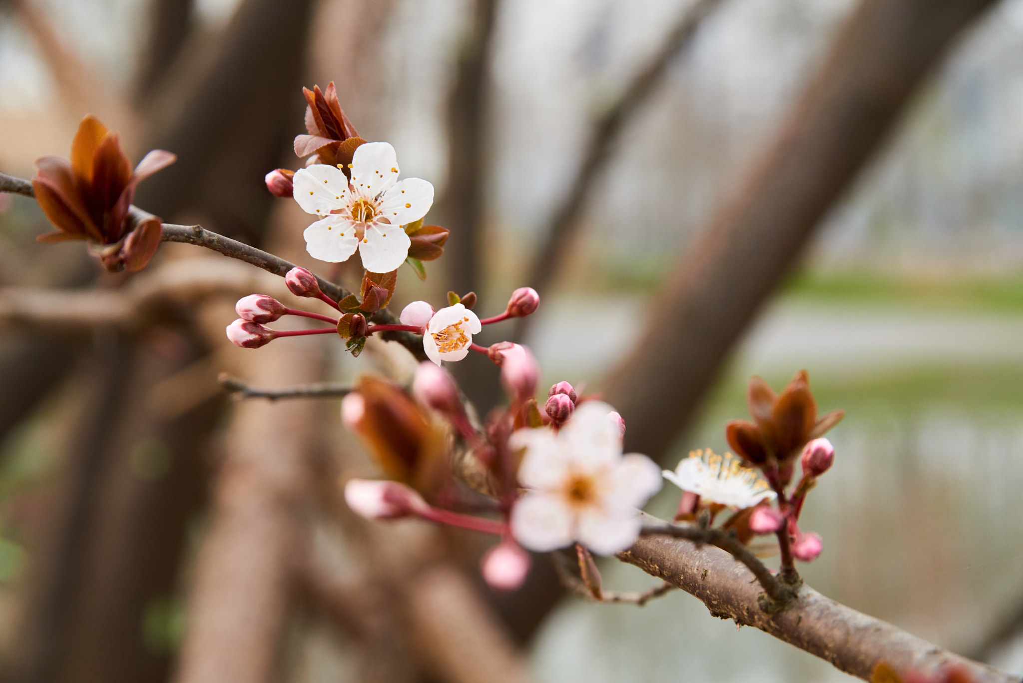 Sigma 24-105mm F4 DG OS HSM Art sample photo. 樱花 尚未完全绽放。却带来了春天的温暖。 photography