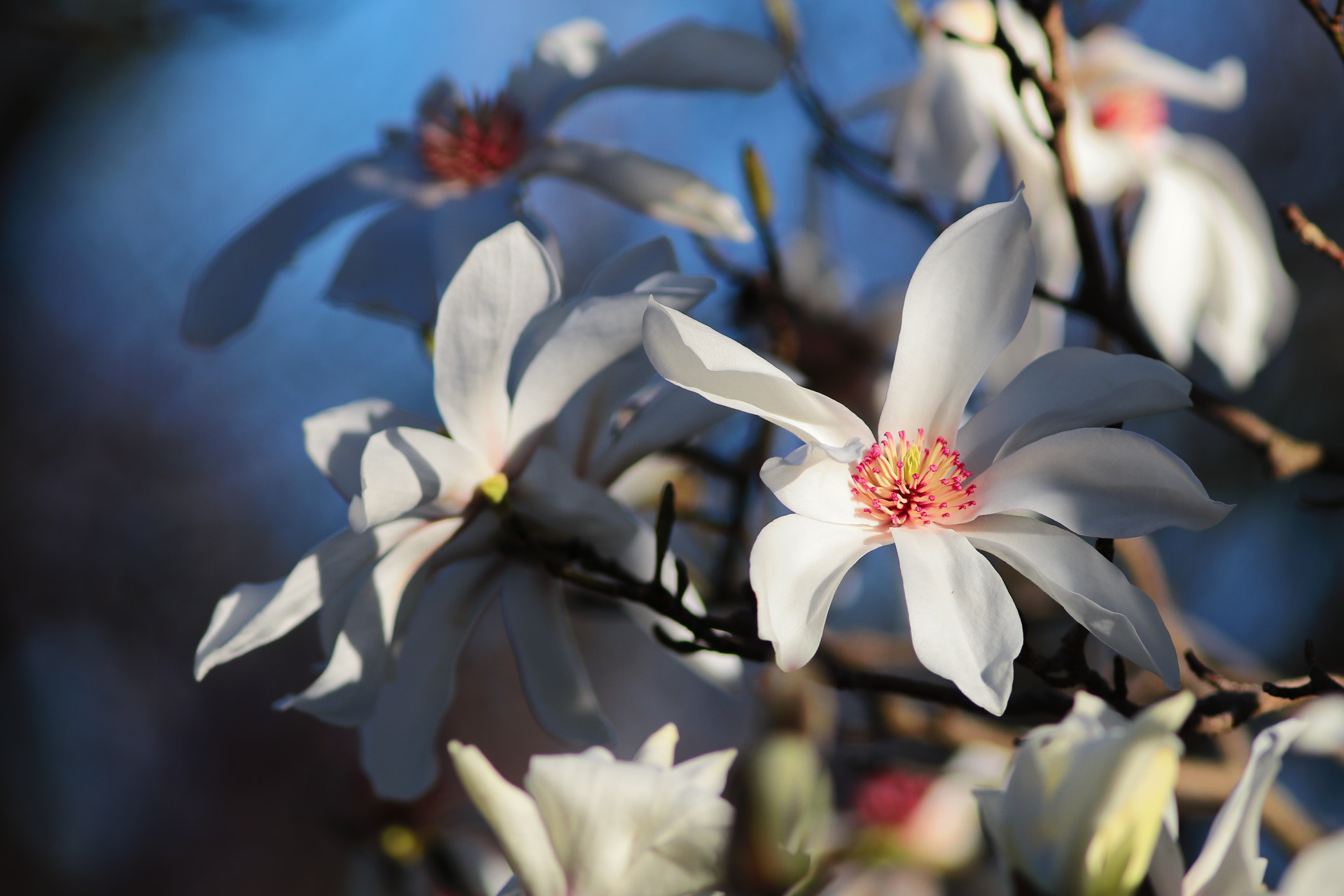 Canon EOS 80D + Canon EF 300mm F4L IS USM sample photo
