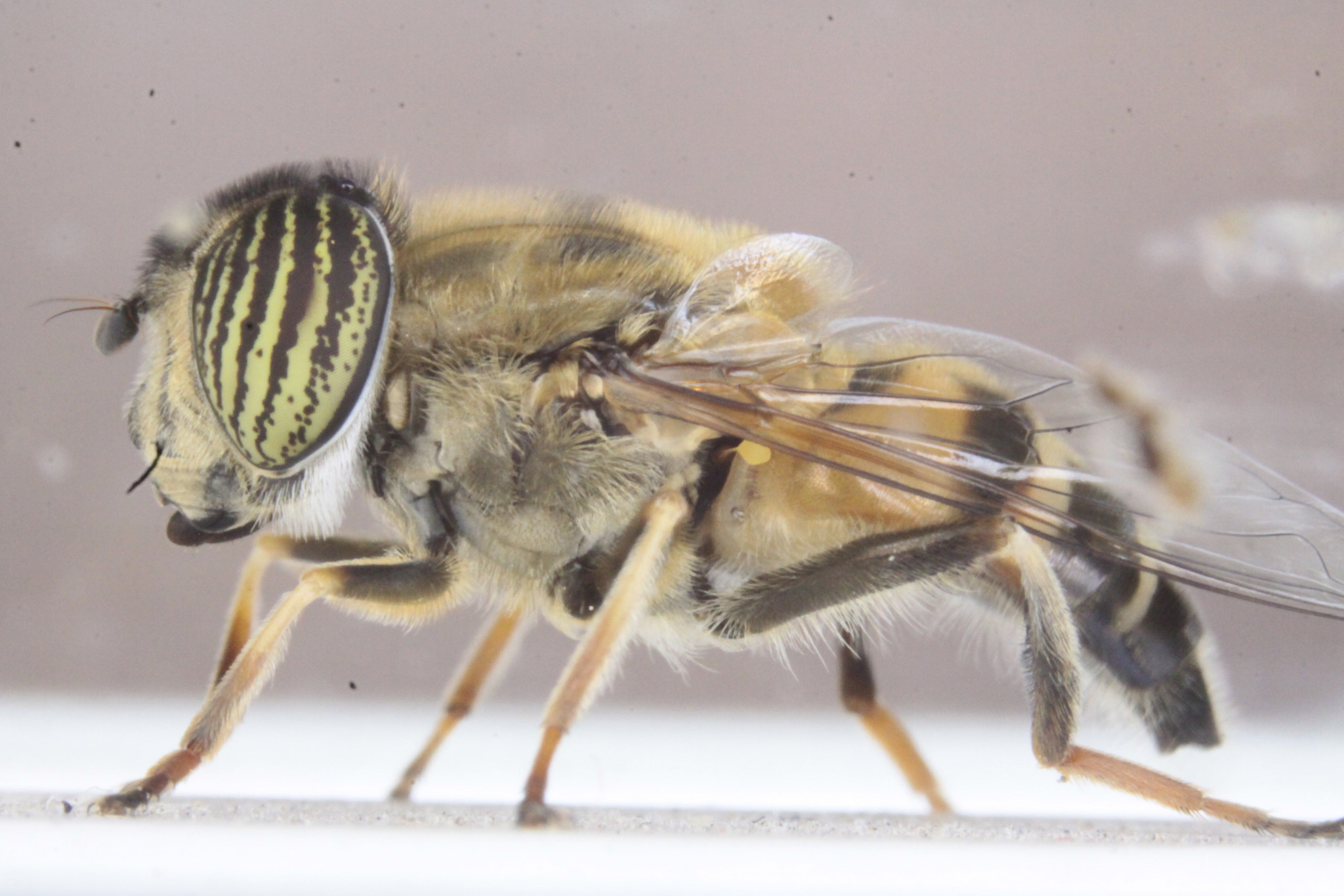 Canon EF-S 60mm F2.8 Macro USM sample photo. Mg photography