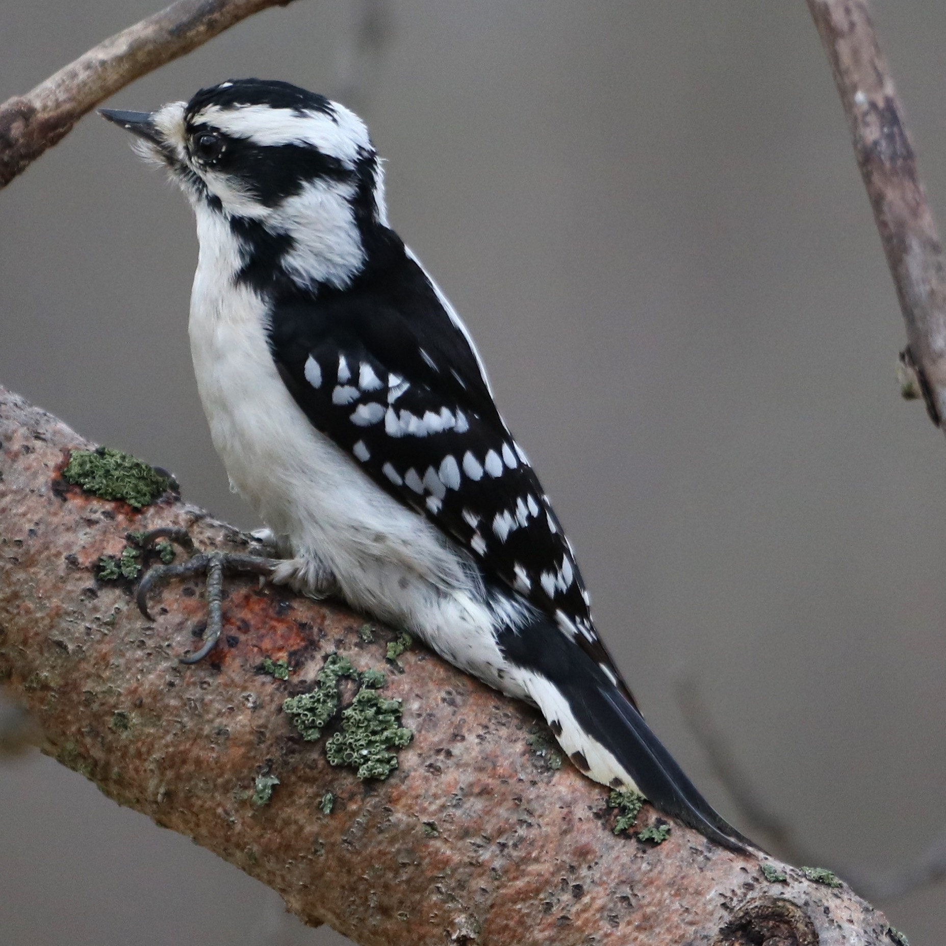 Canon EOS 750D (EOS Rebel T6i / EOS Kiss X8i) + Canon EF 70-200mm F4L USM sample photo. Female downy woodpecker photography