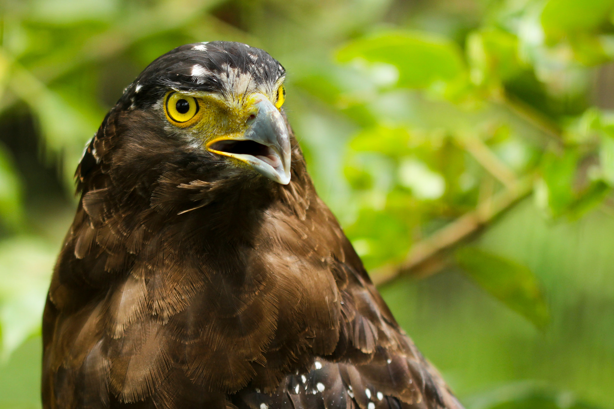Canon EF 100mm F2.8 Macro USM sample photo. Hodgson`s hawk eagle photography