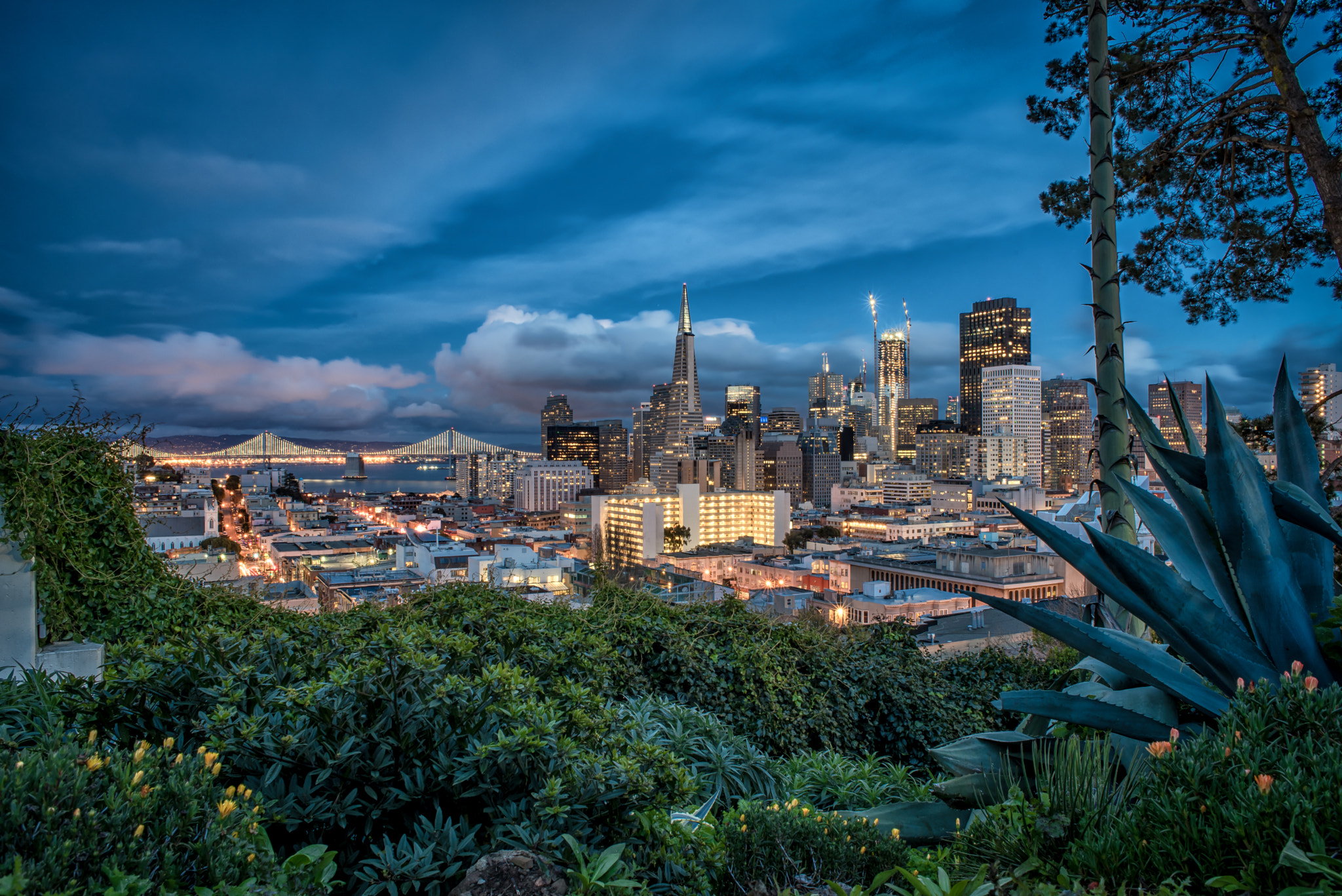 Nikon AF Nikkor 24mm F2.8D sample photo. San francisco skyline (from ina coolbrith park) photography