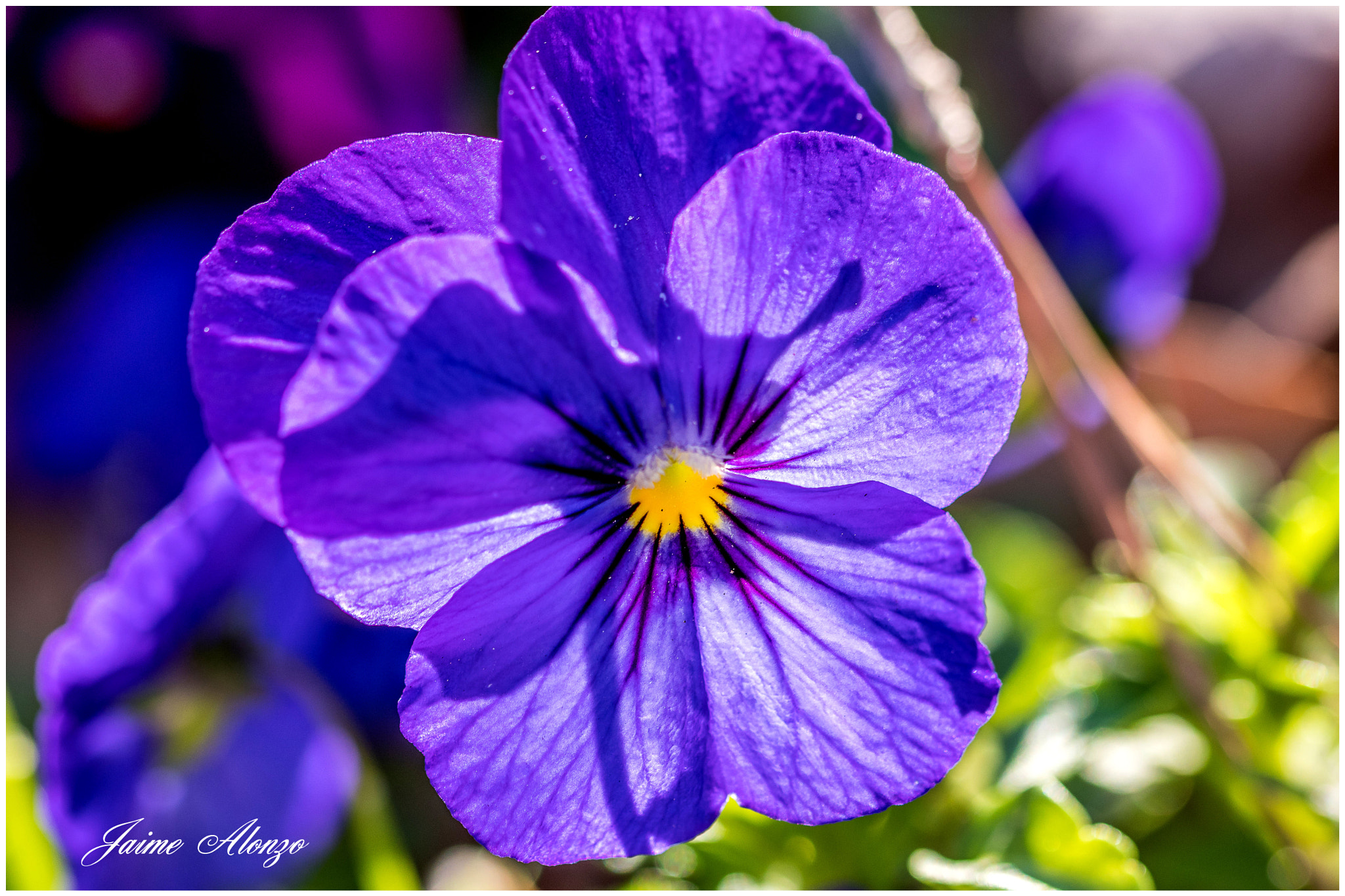 Sigma 105mm F2.8 EX DG OS HSM sample photo. Purple pansy photography