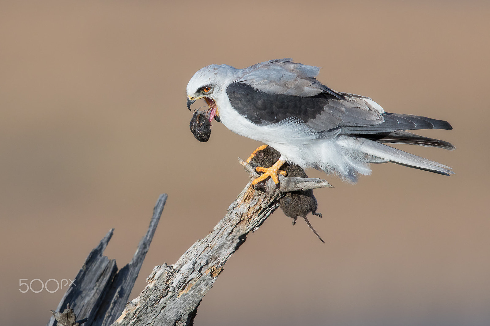 Canon EF 600mm F4L IS II USM sample photo. Re·gur·gi·tate photography