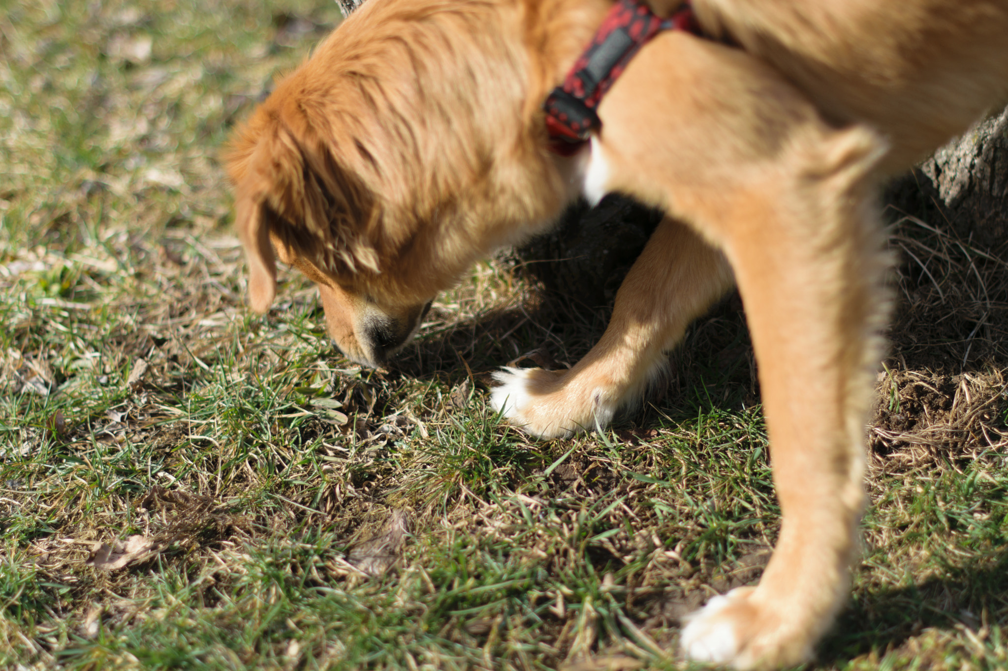 Nikon D3300 + Nikon AF-S Nikkor 50mm F1.4G sample photo. Sniff photography