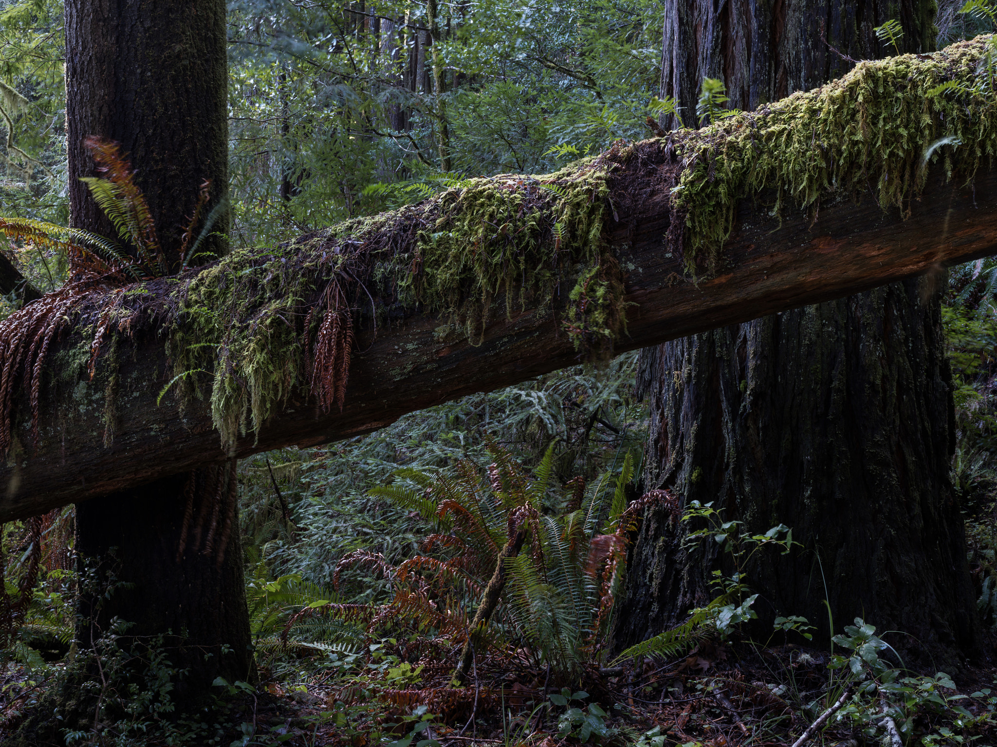 Pentax 645Z sample photo. Fallen redwood photography