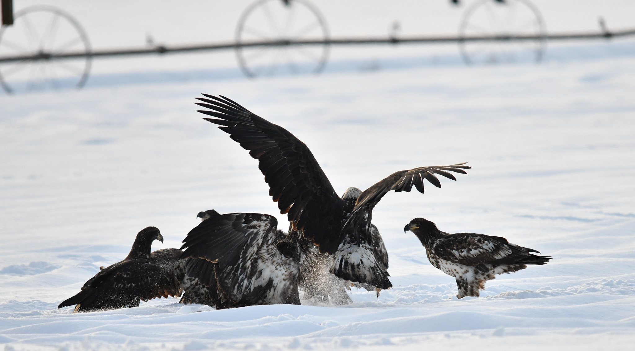 Nikon D500 + Sigma 120-400mm F4.5-5.6 DG OS HSM sample photo. ()eagle fest delta bc photography