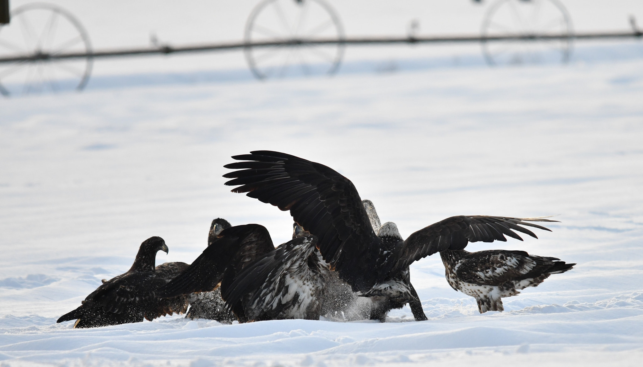 Sigma 120-400mm F4.5-5.6 DG OS HSM sample photo. ()eagle fest delta bc photography