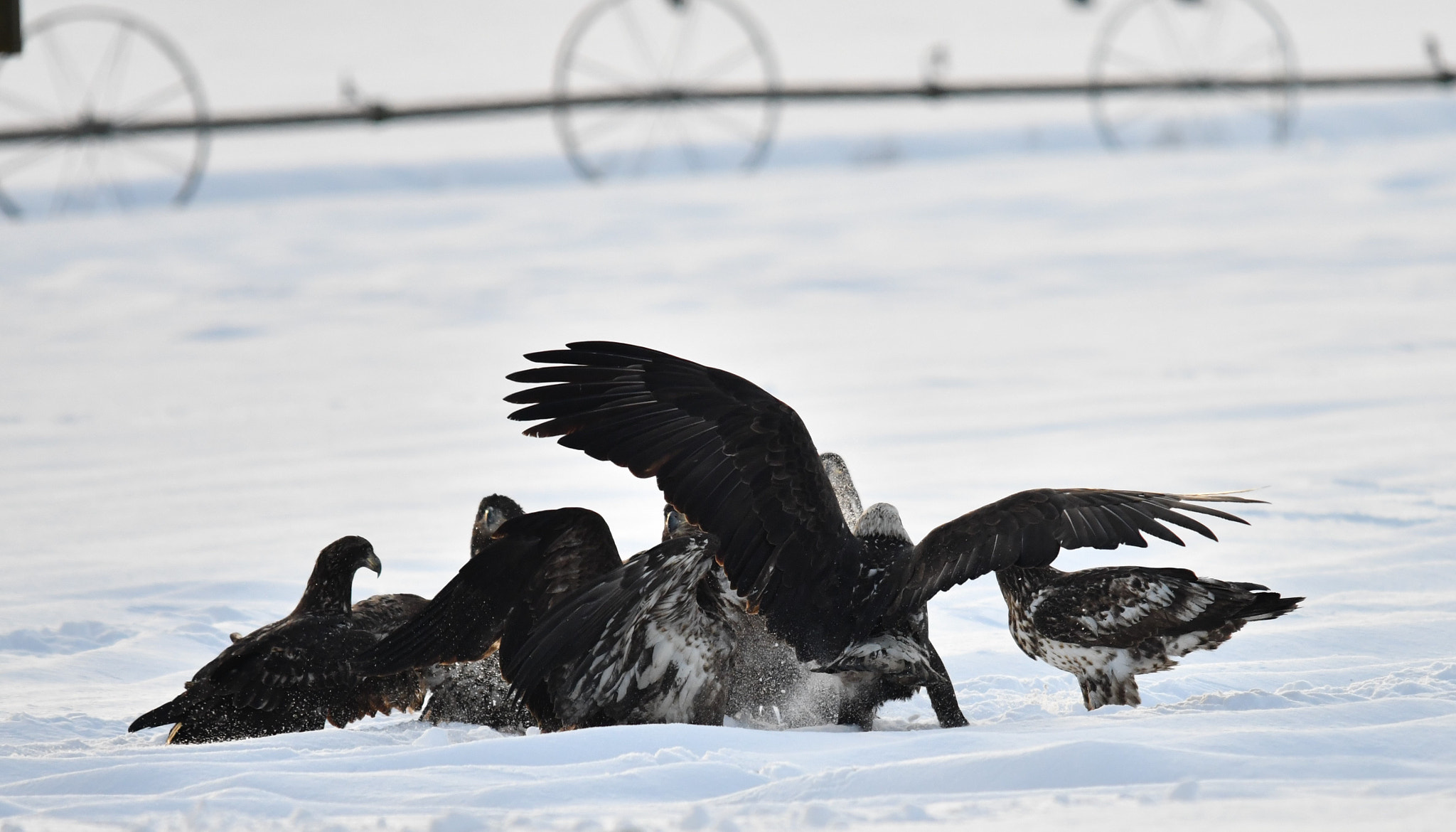 Nikon D500 + Sigma 120-400mm F4.5-5.6 DG OS HSM sample photo. ()eagle fest delta bc photography