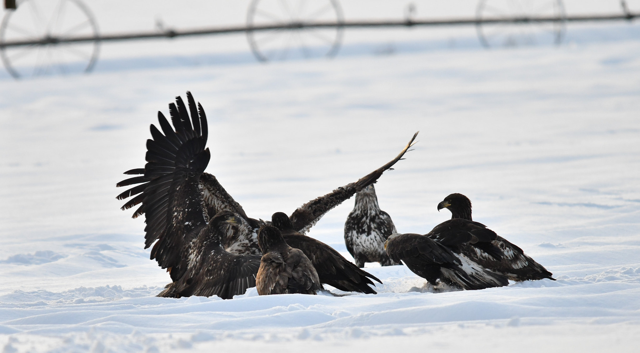 Nikon D500 + Sigma 120-400mm F4.5-5.6 DG OS HSM sample photo. ()eagle fest delta bc photography