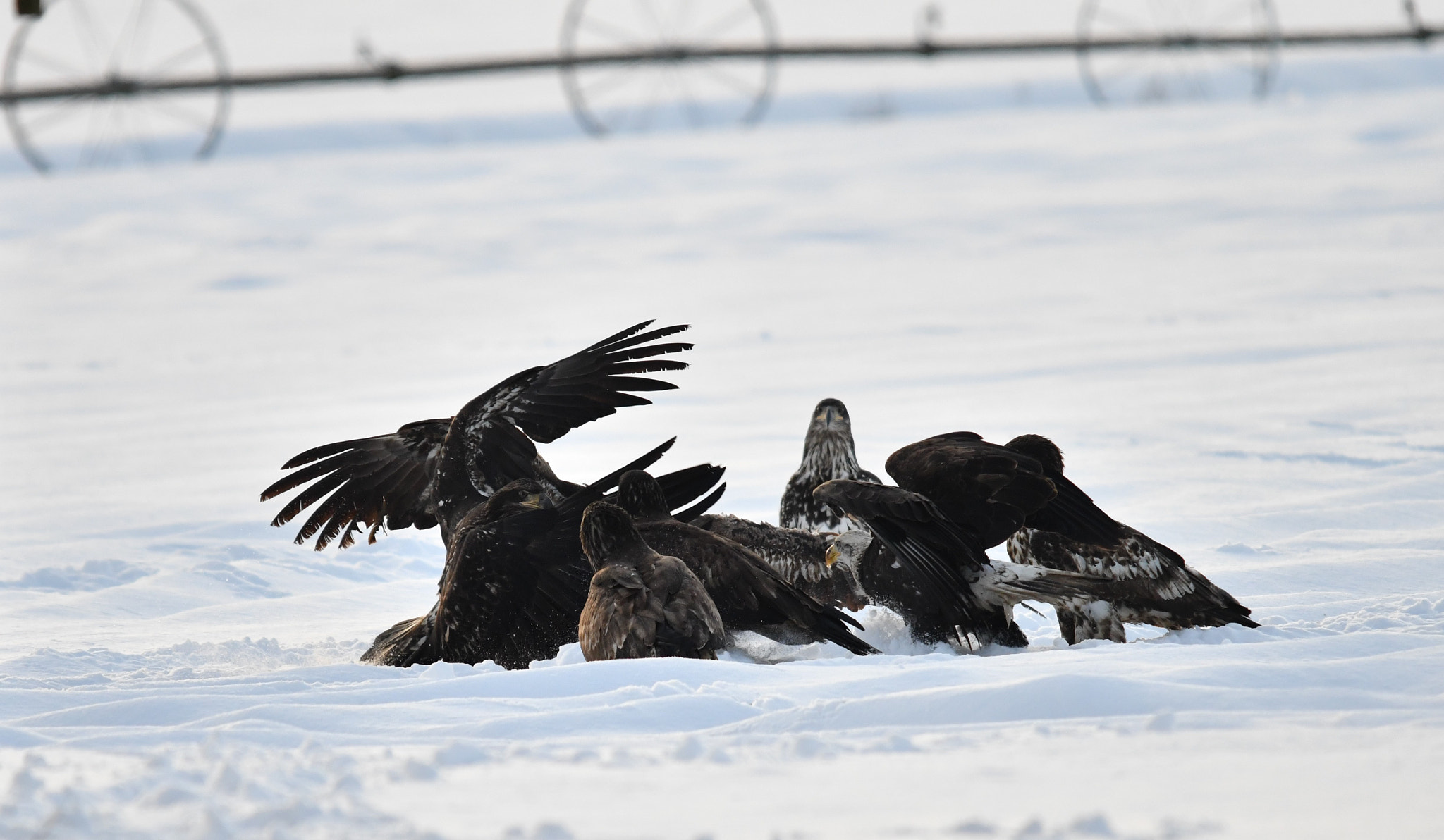 Nikon D500 + Sigma 120-400mm F4.5-5.6 DG OS HSM sample photo. ()eagle fest delta bc photography