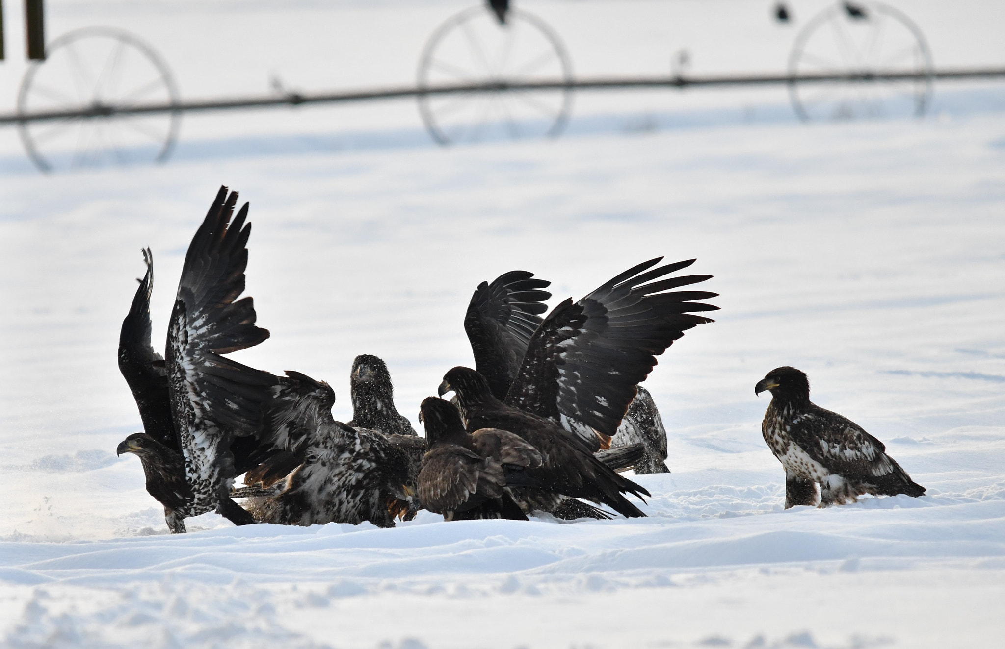 Sigma 120-400mm F4.5-5.6 DG OS HSM sample photo. ()eagle fest delta bc photography
