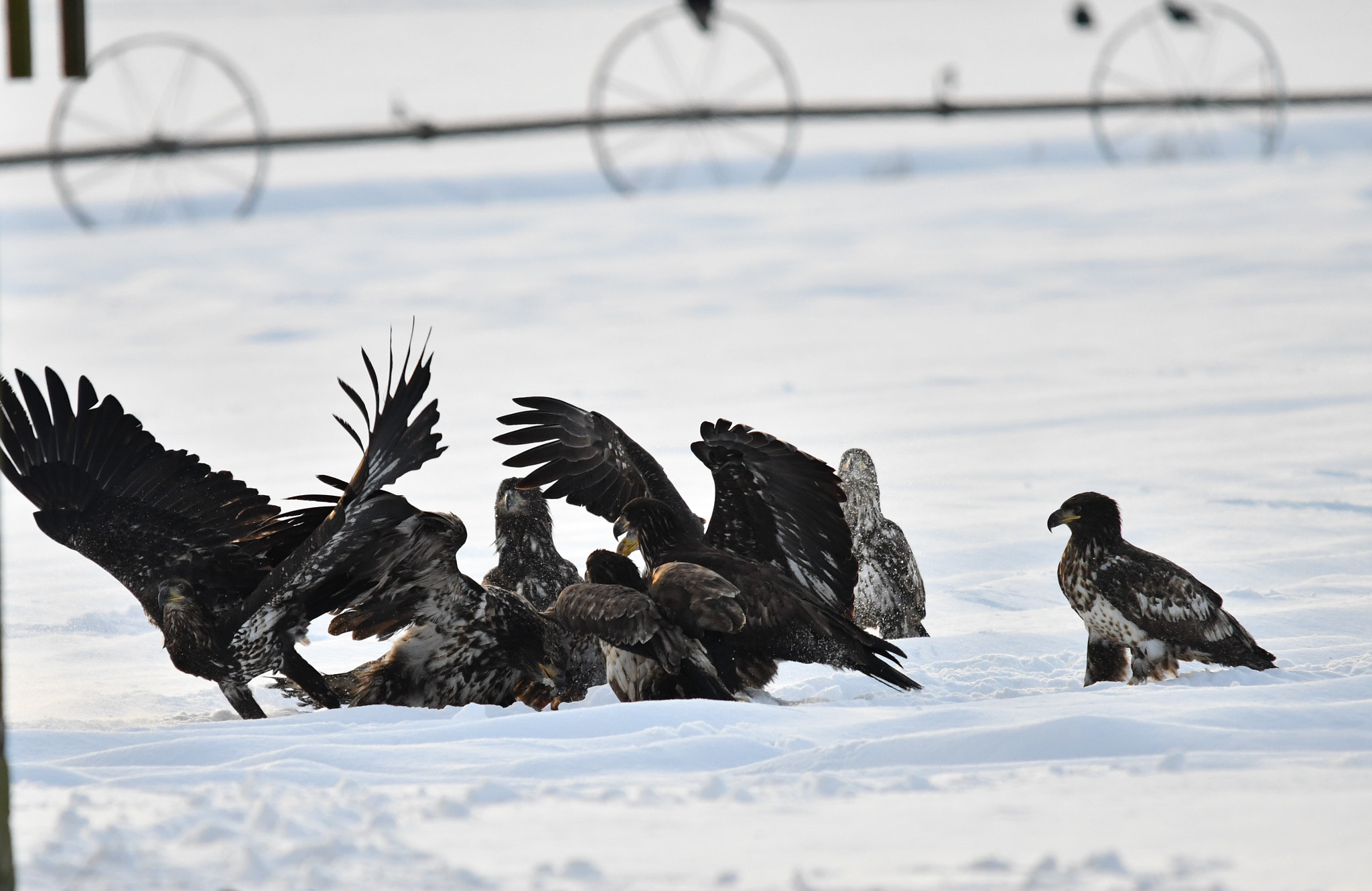 Sigma 120-400mm F4.5-5.6 DG OS HSM sample photo. ()eagle fest delta bc photography