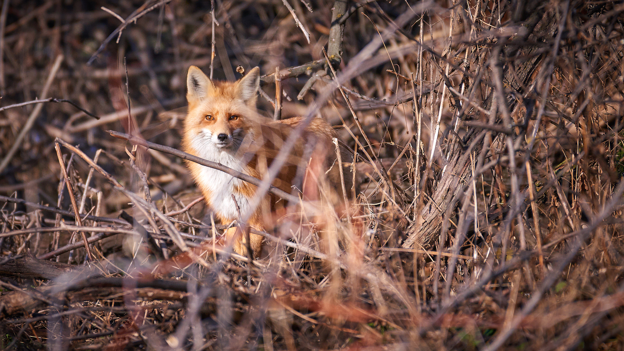 Nikon AF-S Nikkor 200-500mm F5.6E ED VR sample photo. Red fox photography