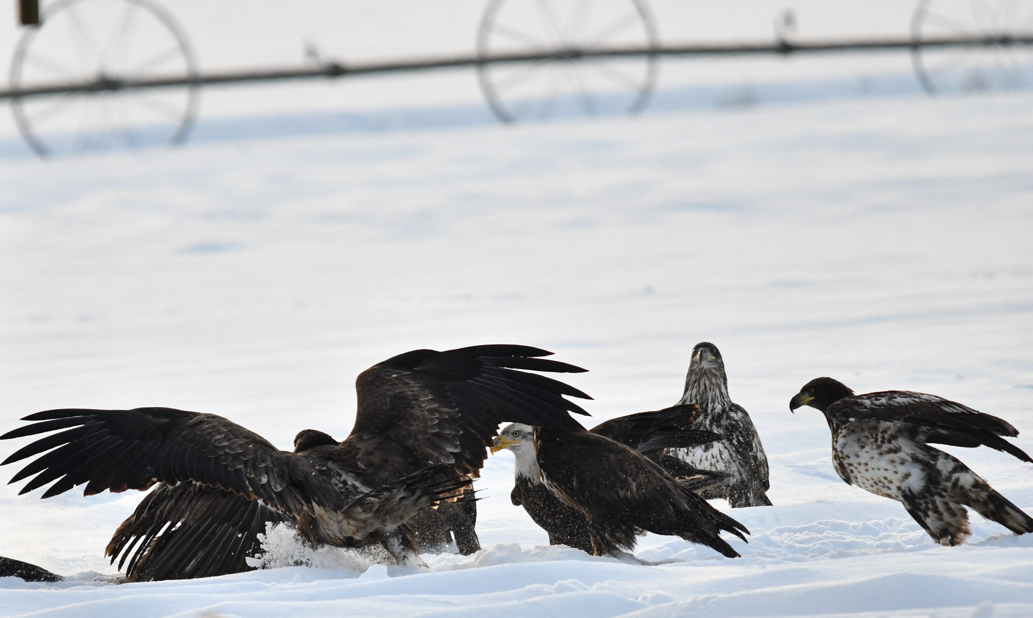 Nikon D500 + Sigma 120-400mm F4.5-5.6 DG OS HSM sample photo. ()eagle fest delta bc photography