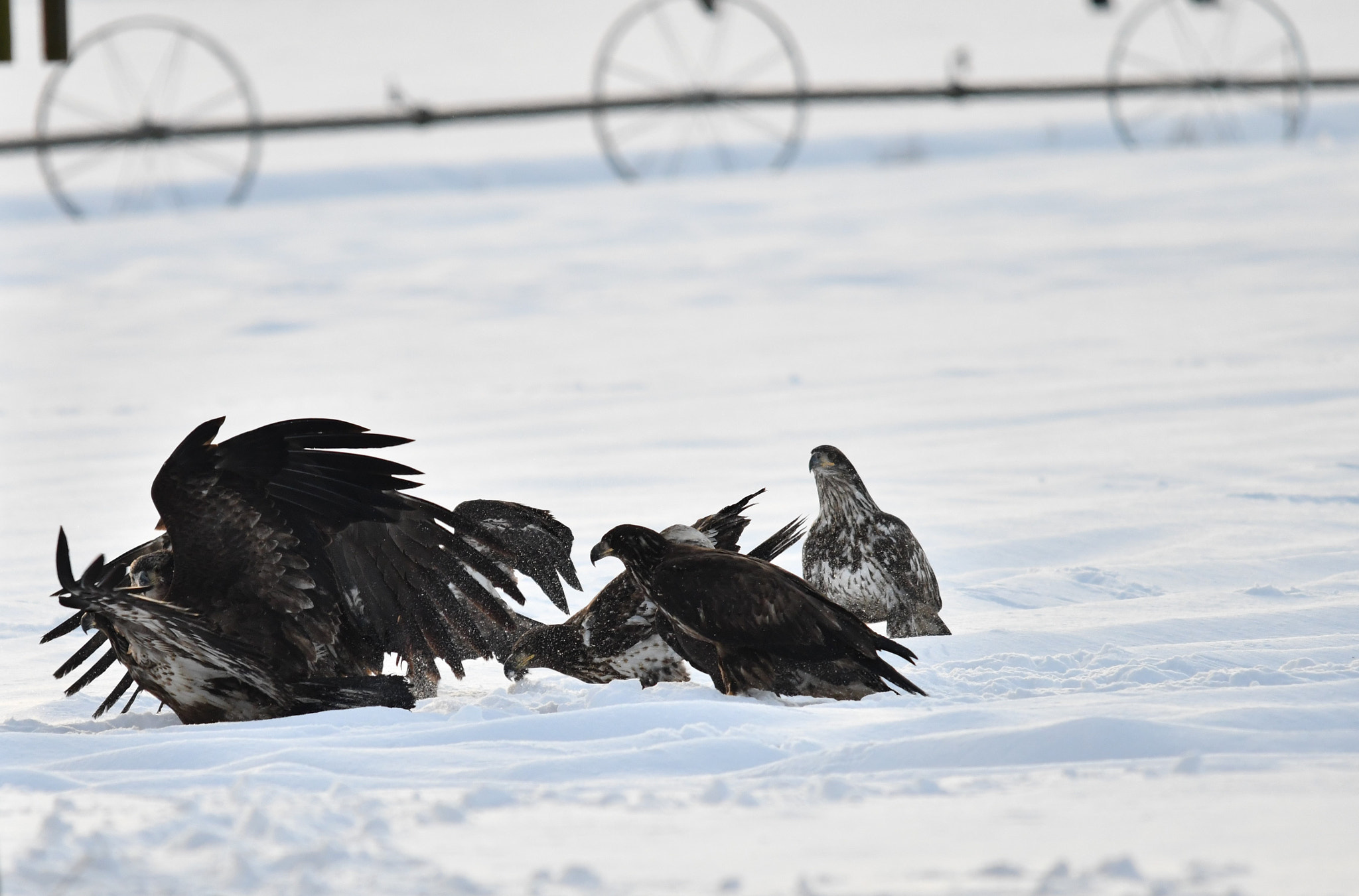 Sigma 120-400mm F4.5-5.6 DG OS HSM sample photo. ()eagle fest delta bc photography