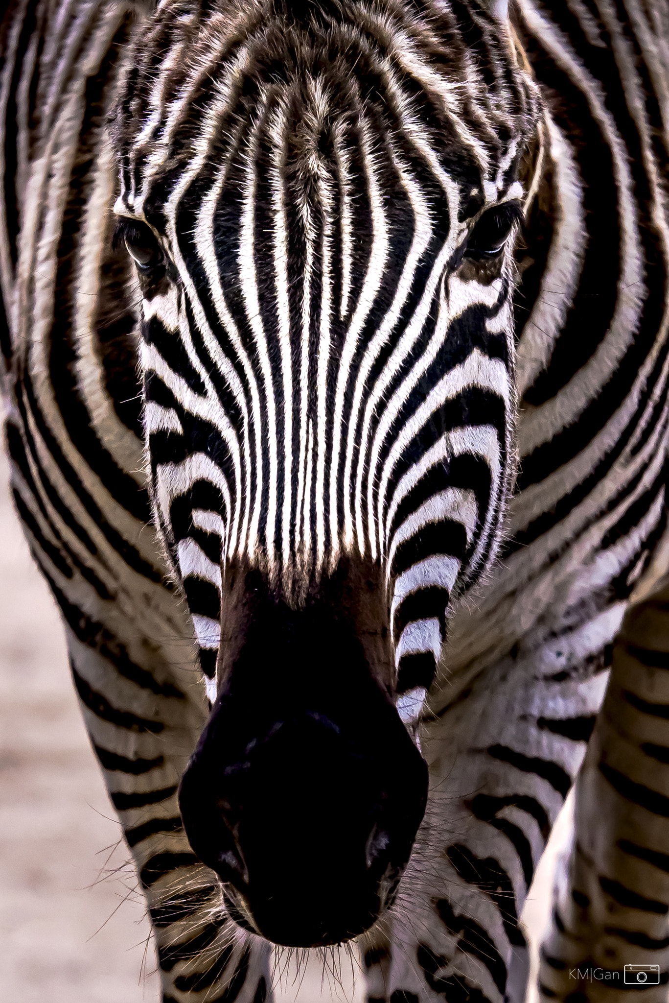 Nikon AF-S Nikkor 70-200mm F2.8G ED VR II sample photo. Zebra photography