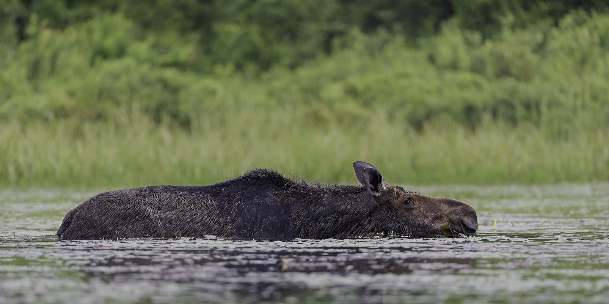 Nikon D4 + Nikon AF-S Nikkor 600mm F4G ED VR sample photo. Stretched out... photography