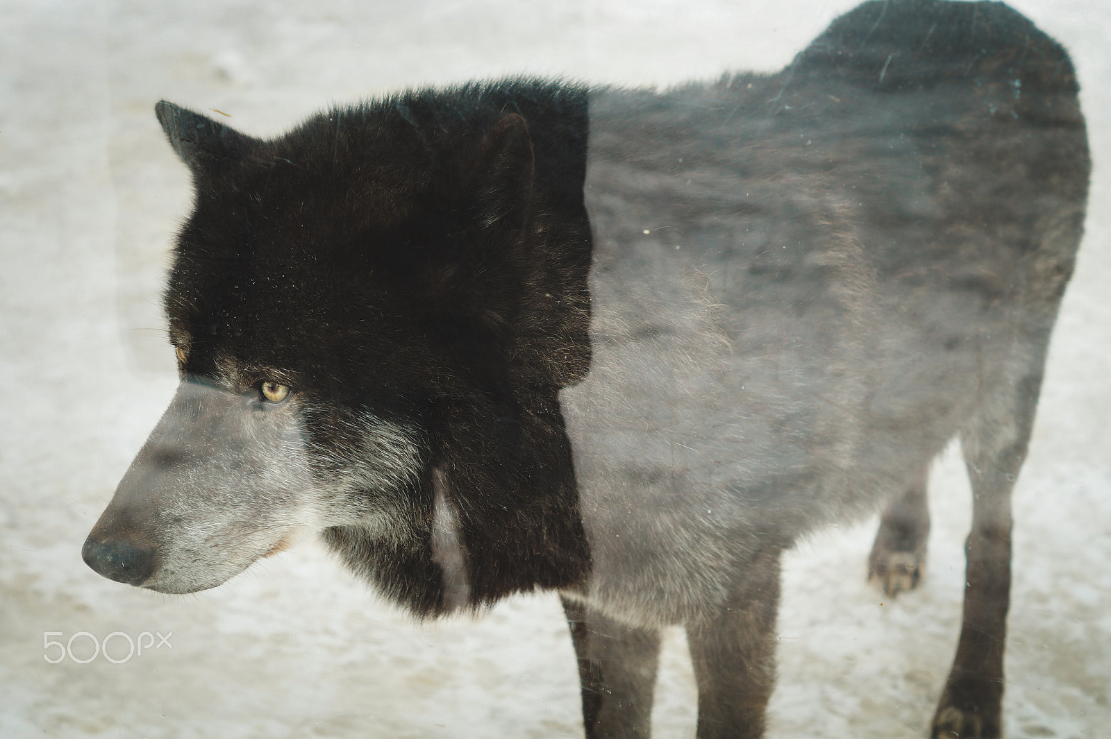 Sony SLT-A58 + Sony DT 50mm F1.8 SAM sample photo. Wolf photography