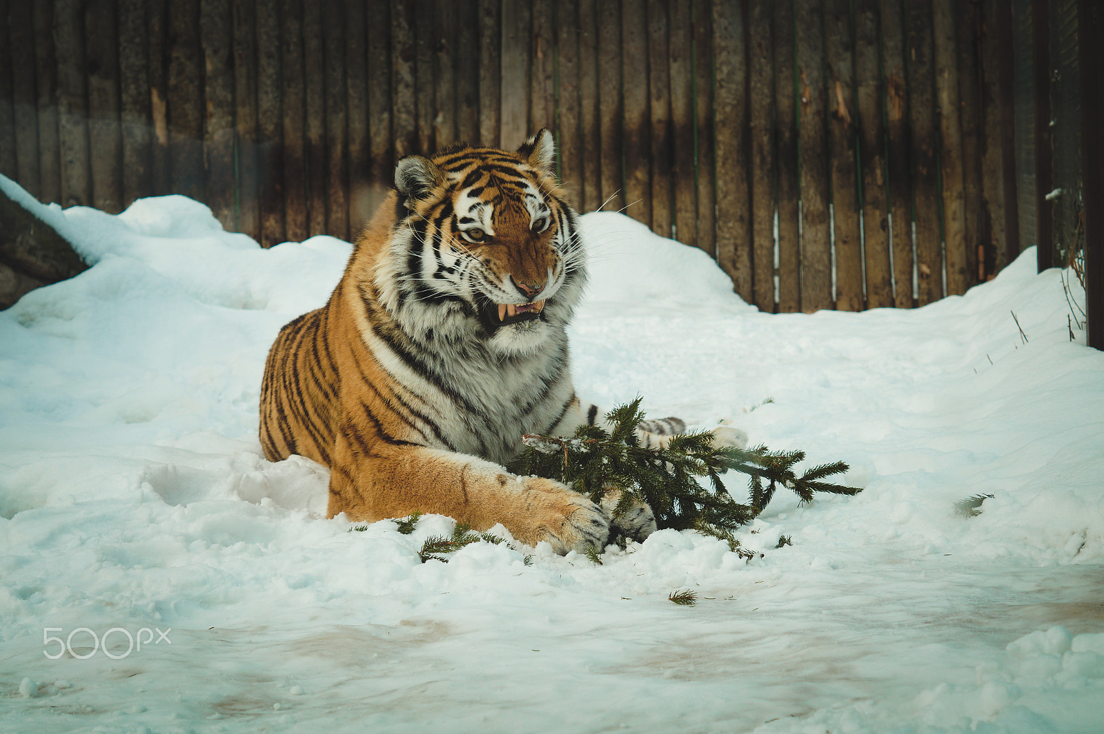 Sony SLT-A58 + Sony DT 50mm F1.8 SAM sample photo. Tigers photography