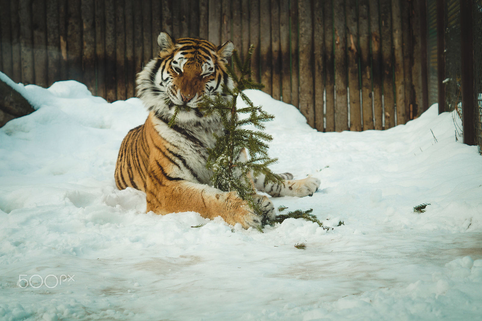 Sony SLT-A58 + Sony DT 50mm F1.8 SAM sample photo. Tigers photography