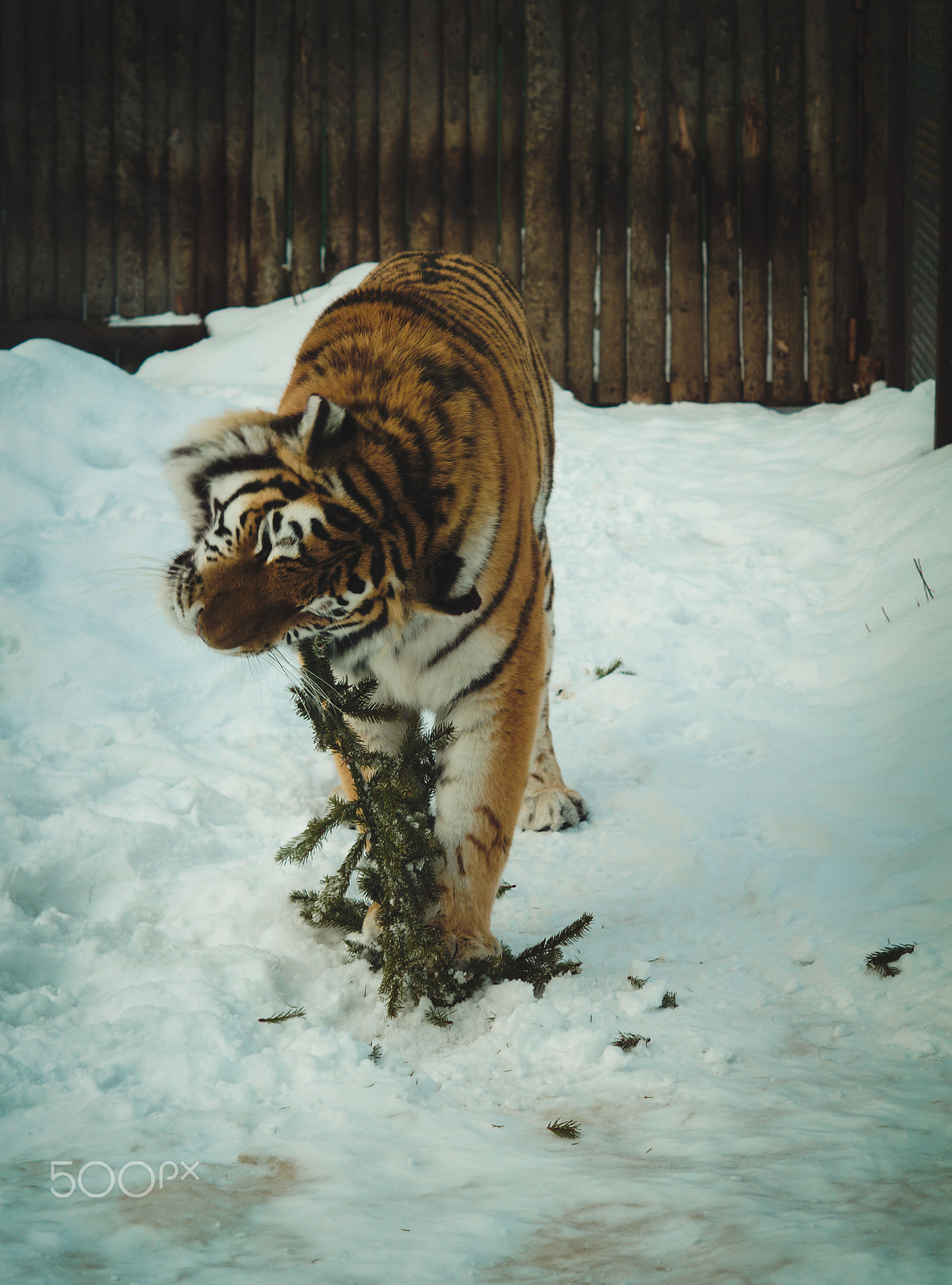 Sony SLT-A58 + Sony DT 50mm F1.8 SAM sample photo. Tigers photography