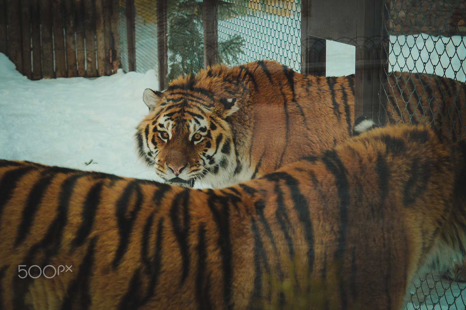 Sony SLT-A58 sample photo. Tigers photography