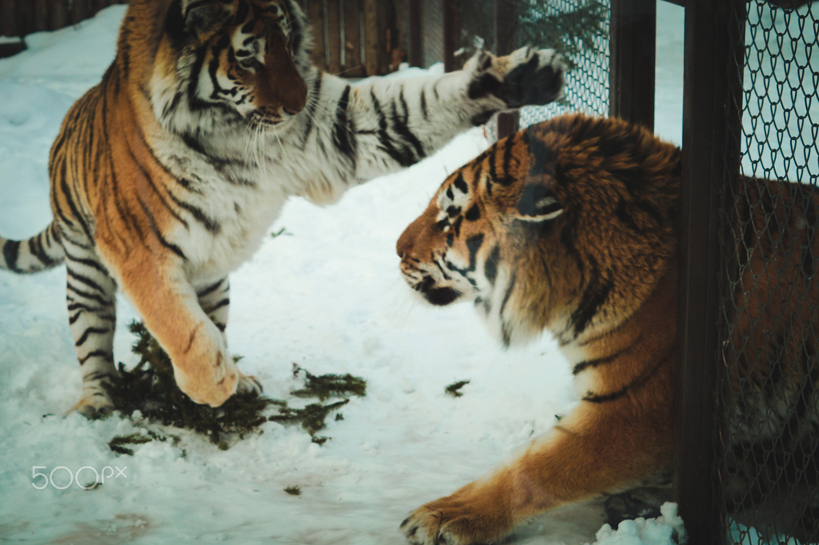 Sony SLT-A58 + Sony DT 50mm F1.8 SAM sample photo. Tigers photography