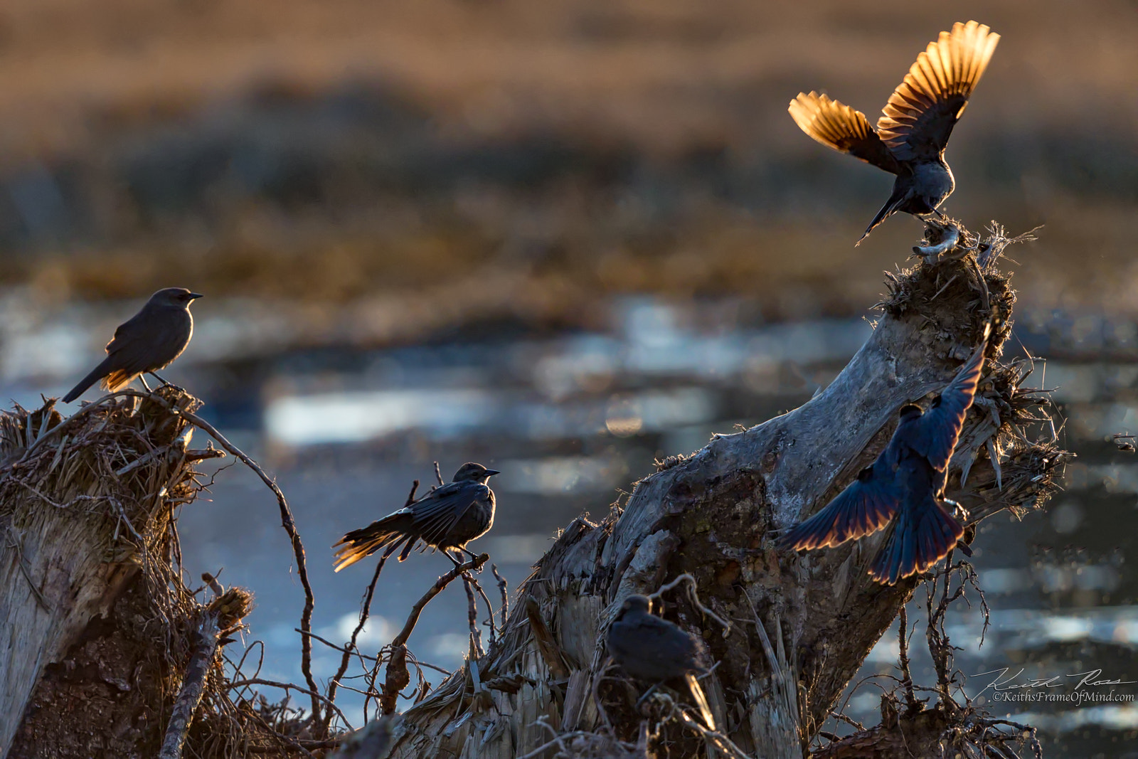 Canon EF 600mm F4L IS II USM sample photo. 206. wings at sunset photography