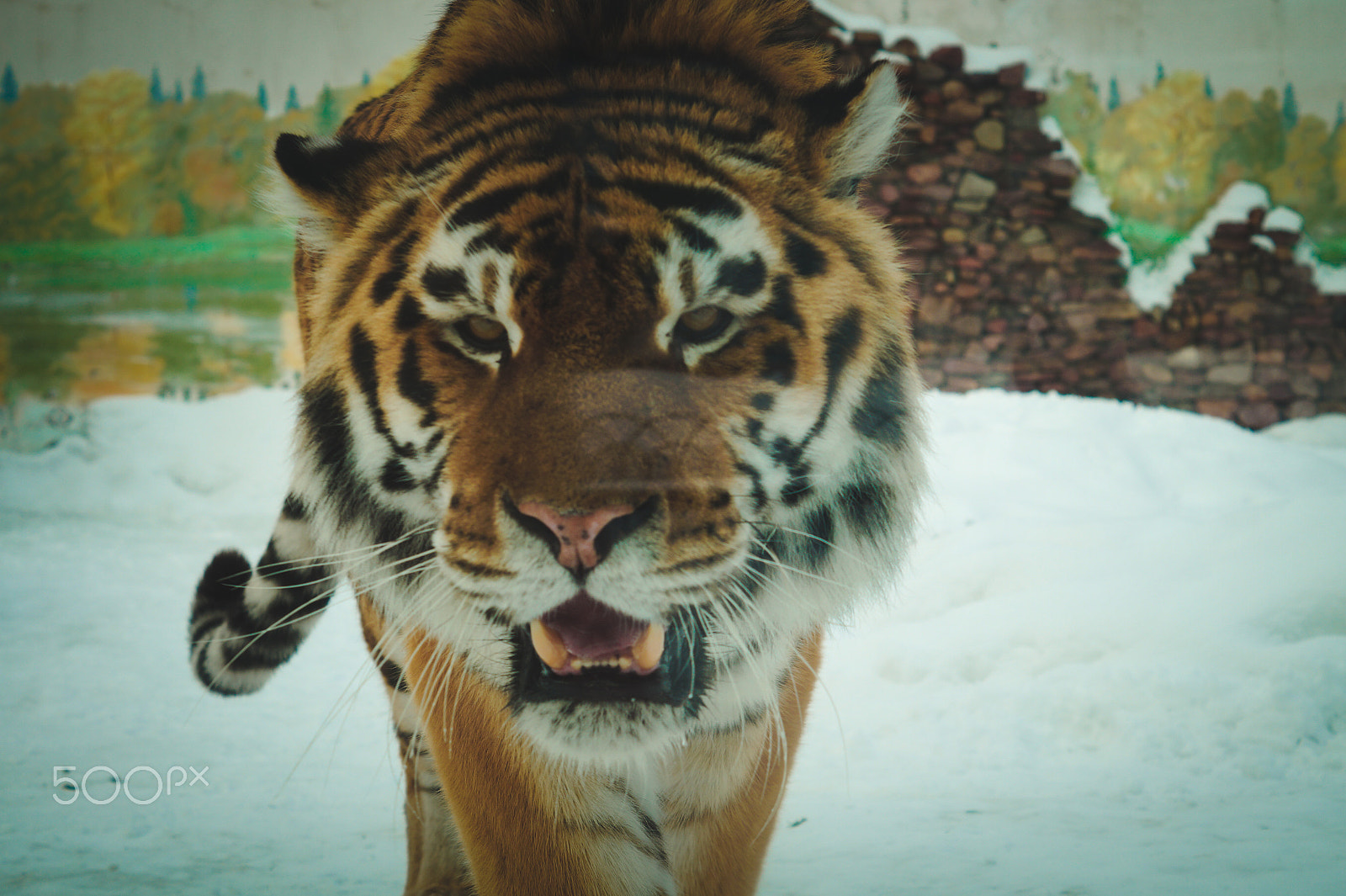Sony SLT-A58 + Sony DT 50mm F1.8 SAM sample photo. Tigers photography
