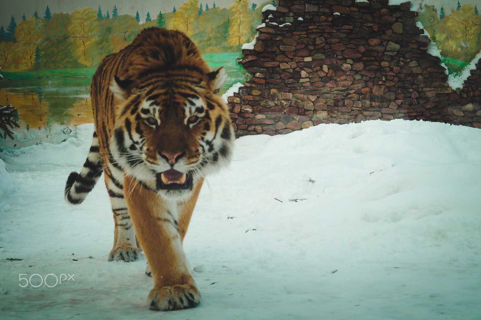 Sony SLT-A58 sample photo. Tigers photography