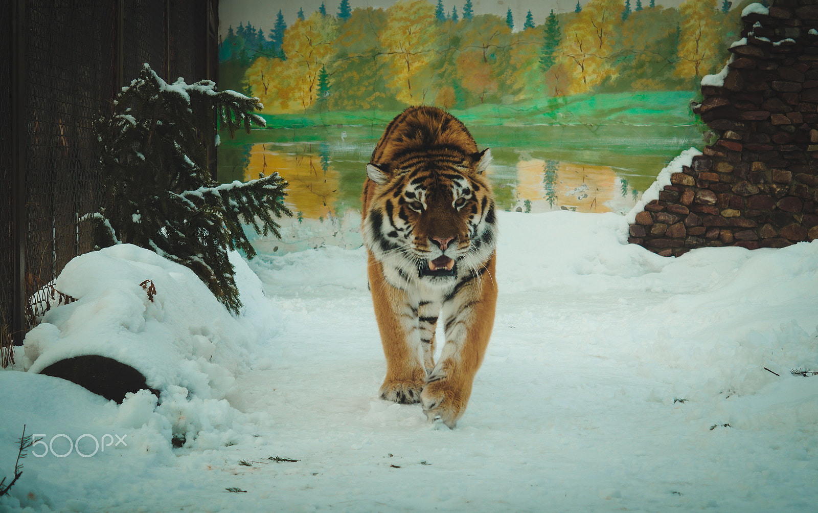 Sony SLT-A58 + Sony DT 50mm F1.8 SAM sample photo. Tigers photography