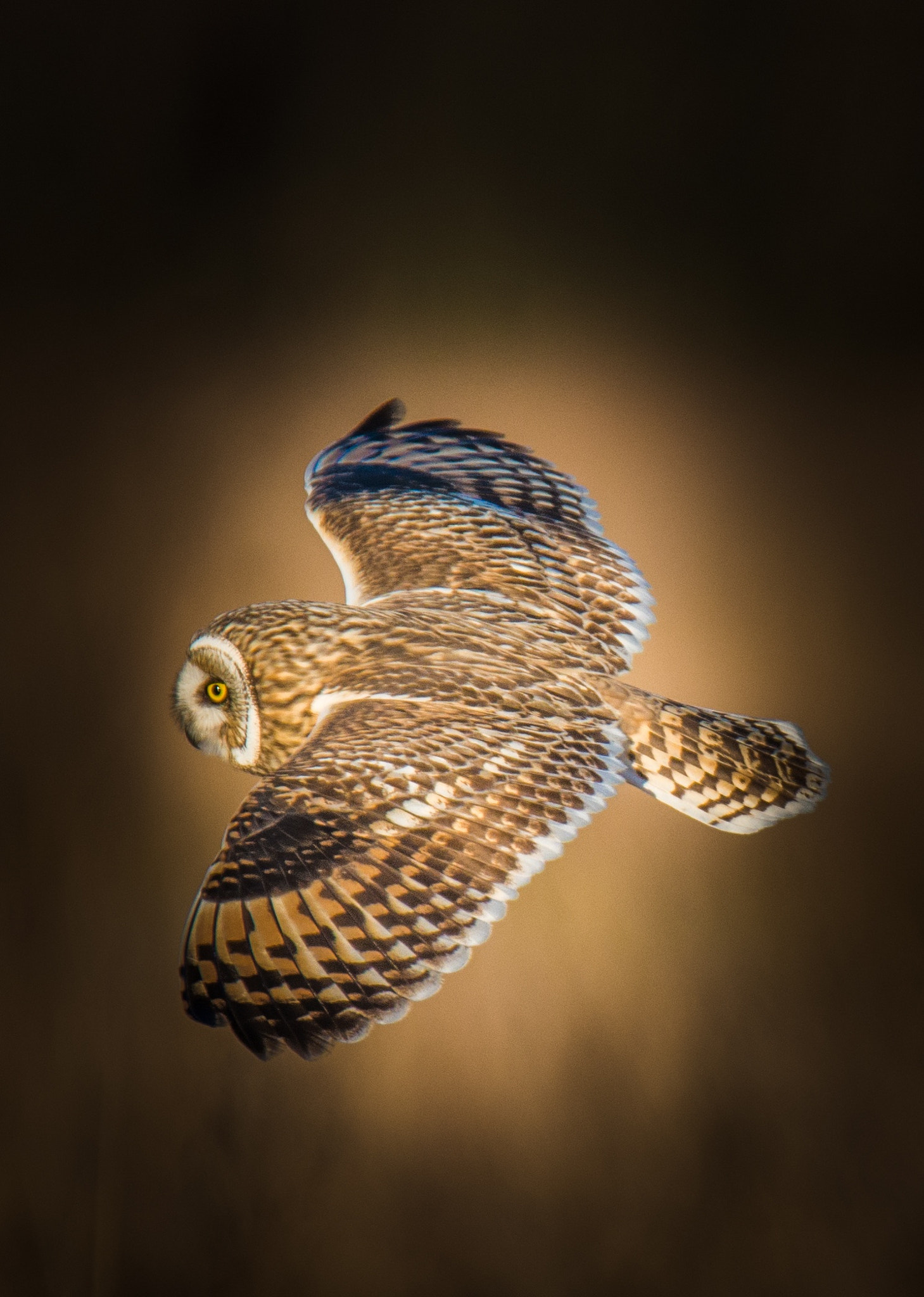 Nikon D800 sample photo. Owl photography