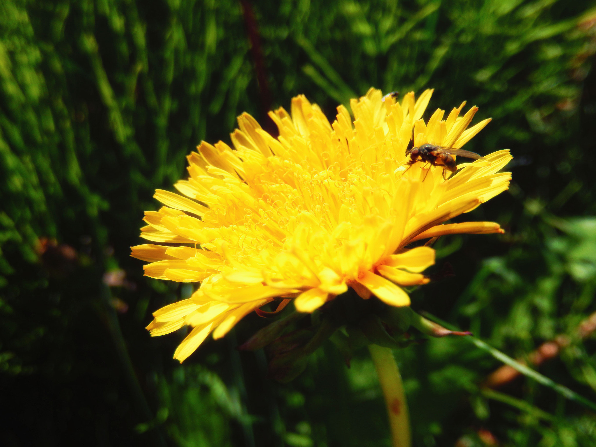 Nikon Coolpix S9500 sample photo. Dandelion photography