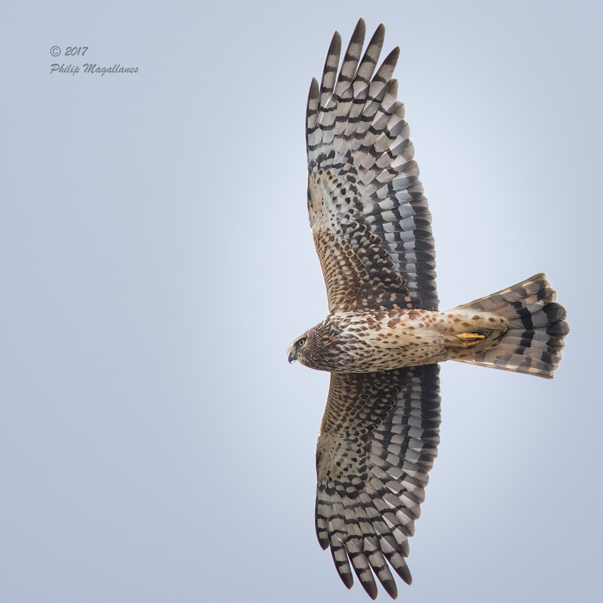 Nikon Nikkor AF-S 300mm F4E PF ED VR sample photo. Northern harrier female in flight photography