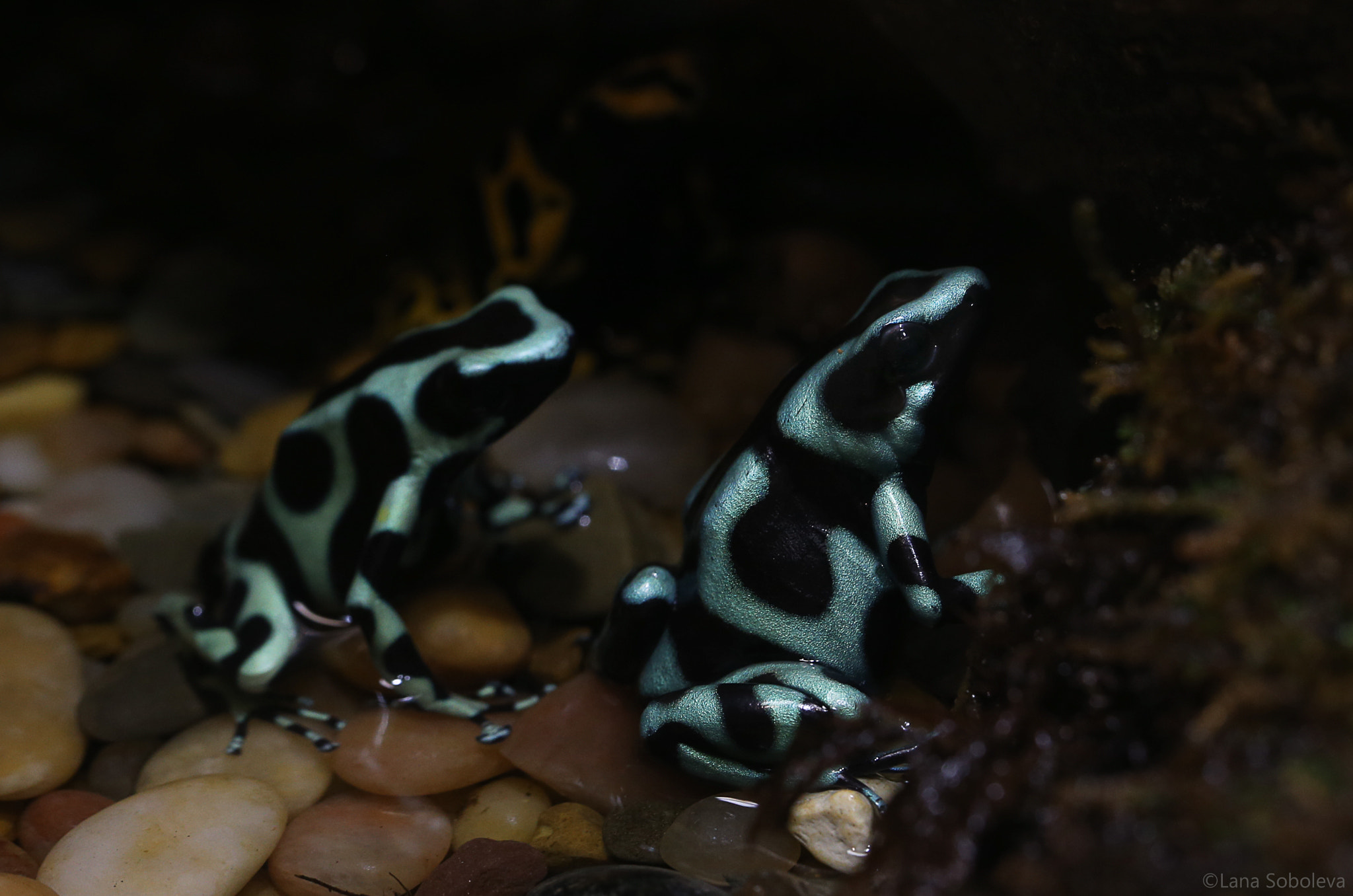 Canon EF 100mm F2.8L Macro IS USM sample photo. Poison dart frogs photography