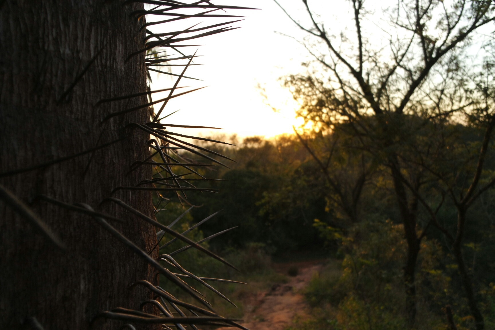 Samsung NX mini sample photo. Cocotero photography