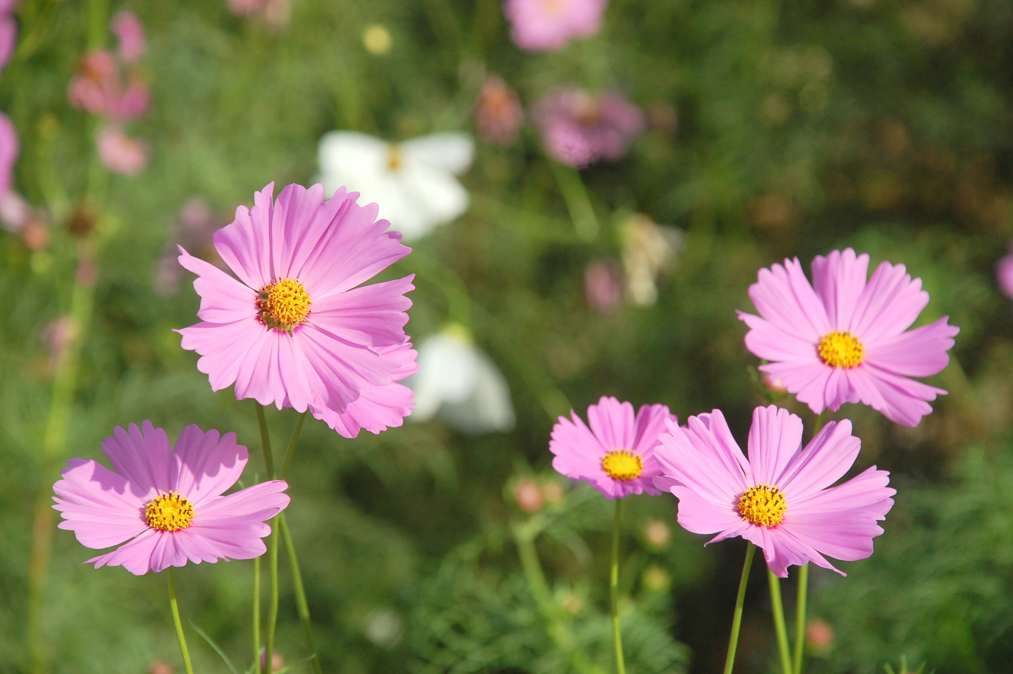 Nikon D40 sample photo