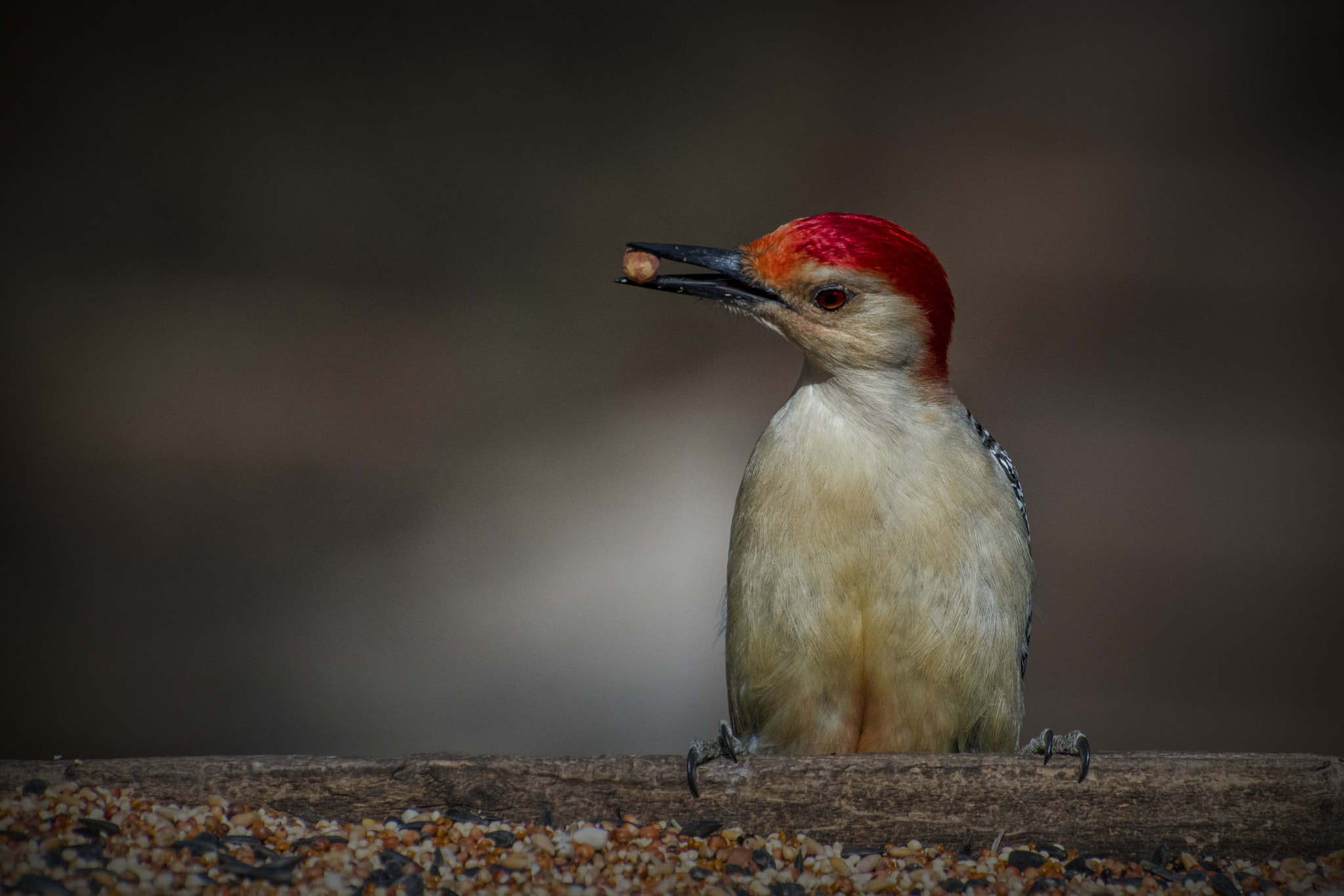 Nikon D500 sample photo. Woodpecker close-up. windsor, on. photography