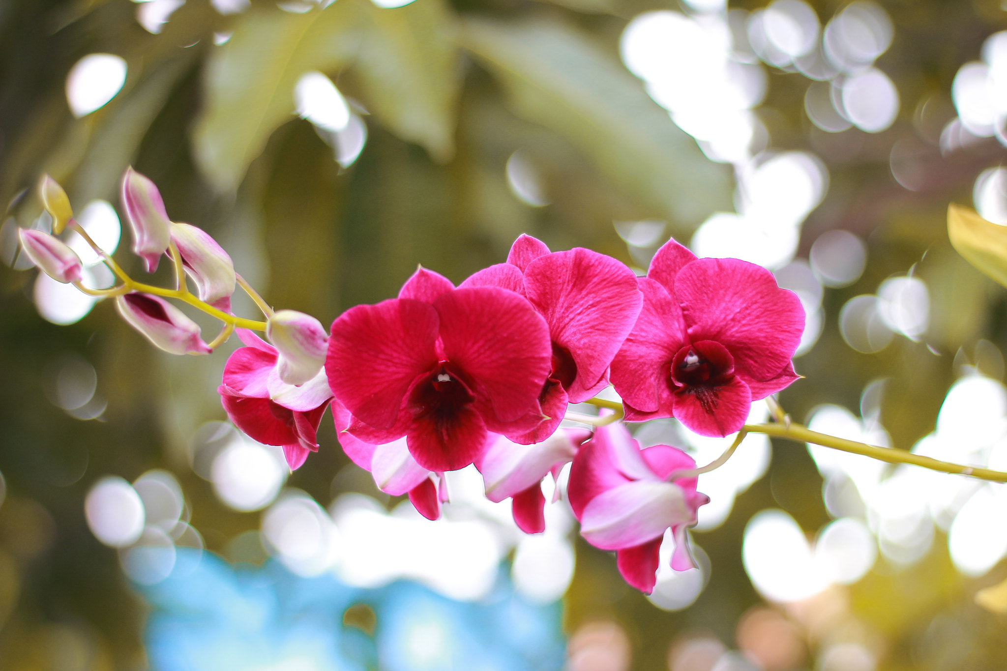 Canon 50mm sample photo