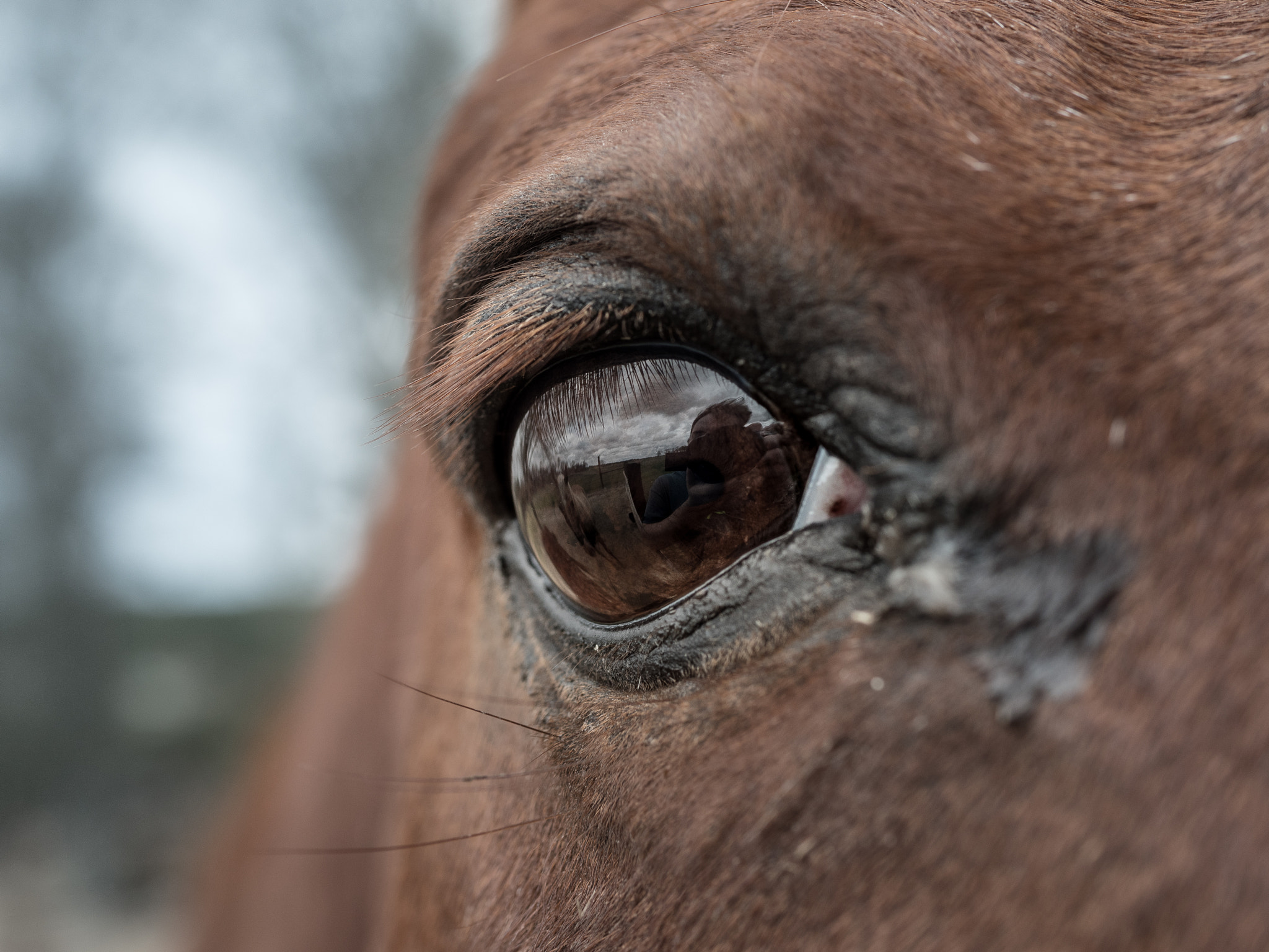 Panasonic Lumix DMC-GX8 + Panasonic Lumix G Macro 30mm F2.8 ASPH Mega OIS sample photo. Eye of a horse photography