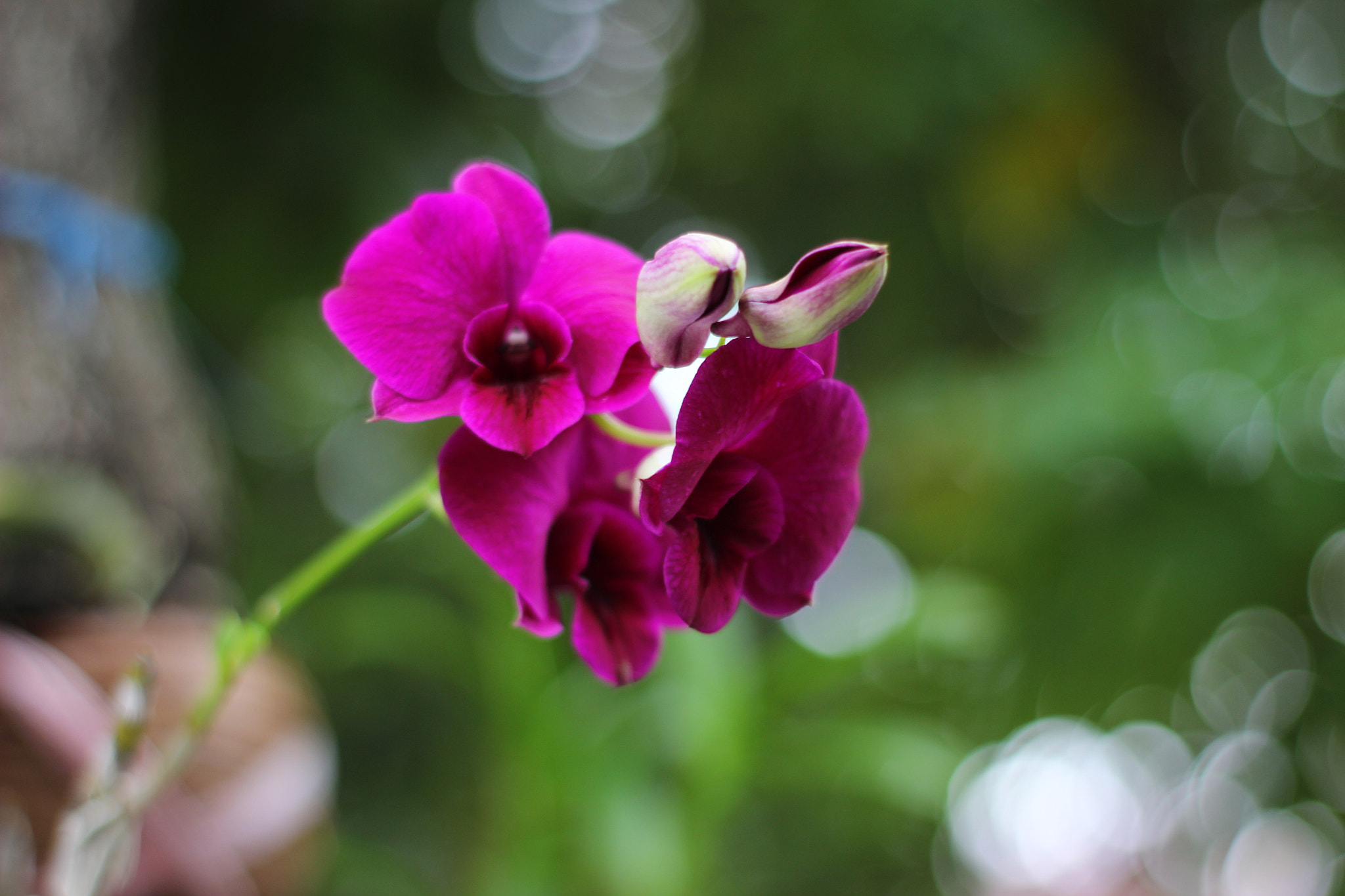 Canon 50mm sample photo