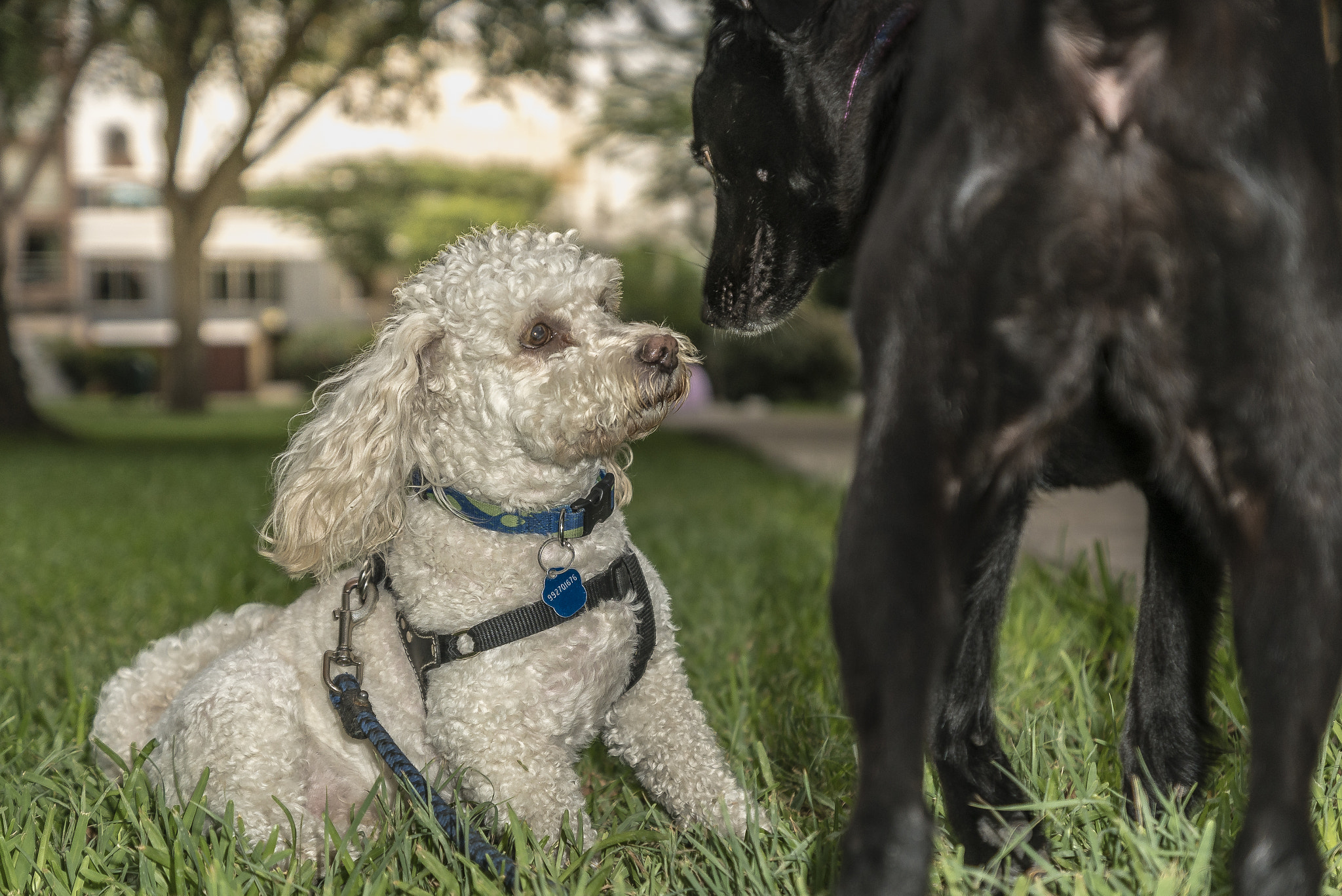 Sony DT 16-50mm F2.8 SSM sample photo. Fear photography