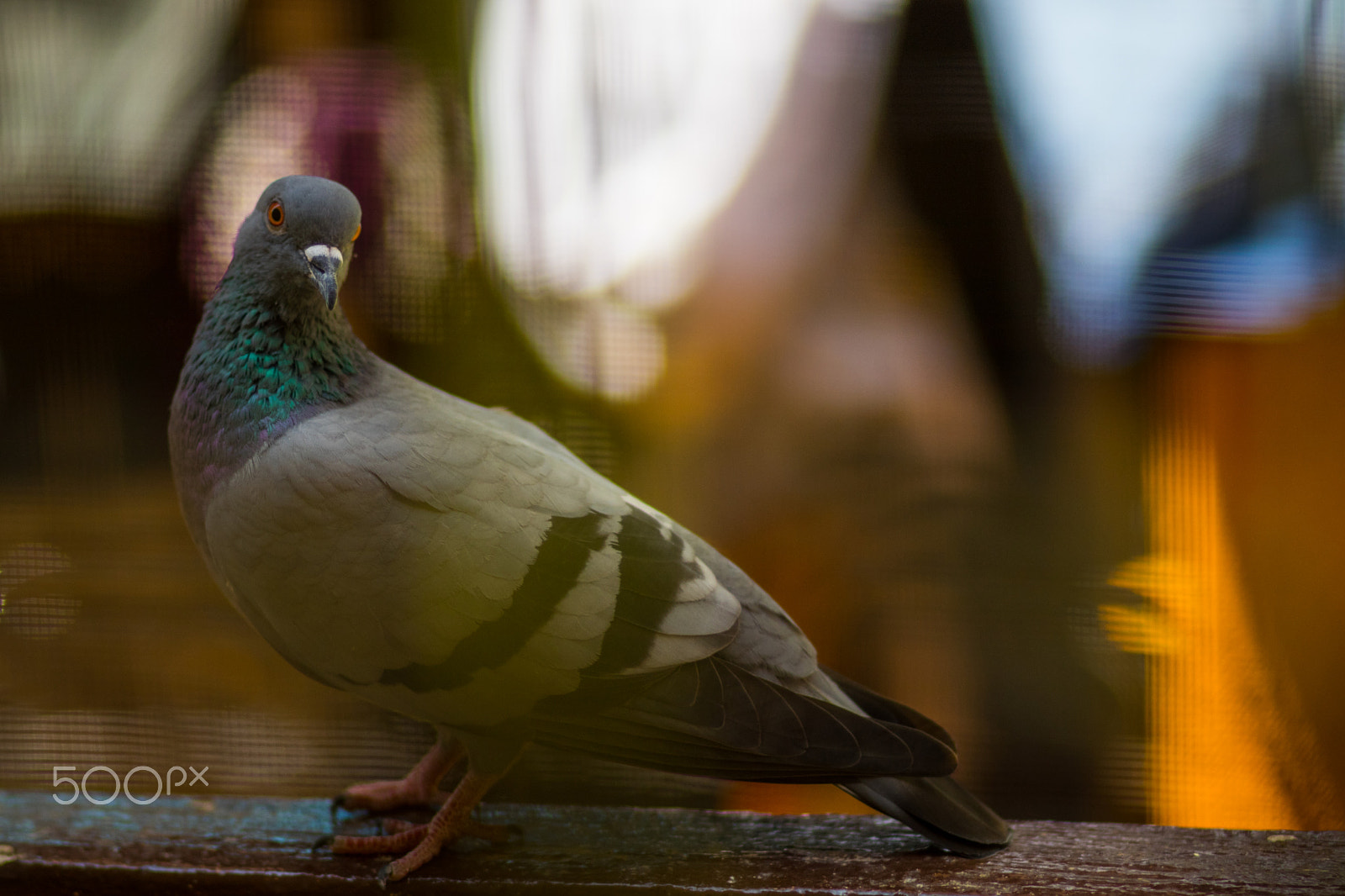 Canon EOS 80D sample photo. Pigeon photography