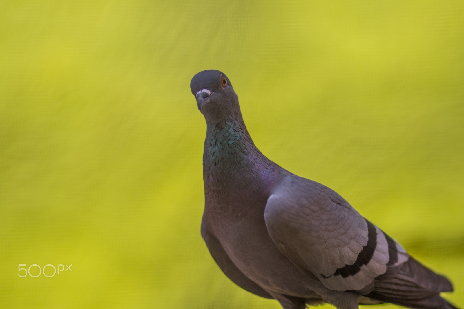 Canon EOS 80D + Canon EF 85mm F1.8 USM sample photo. Pigeon photography