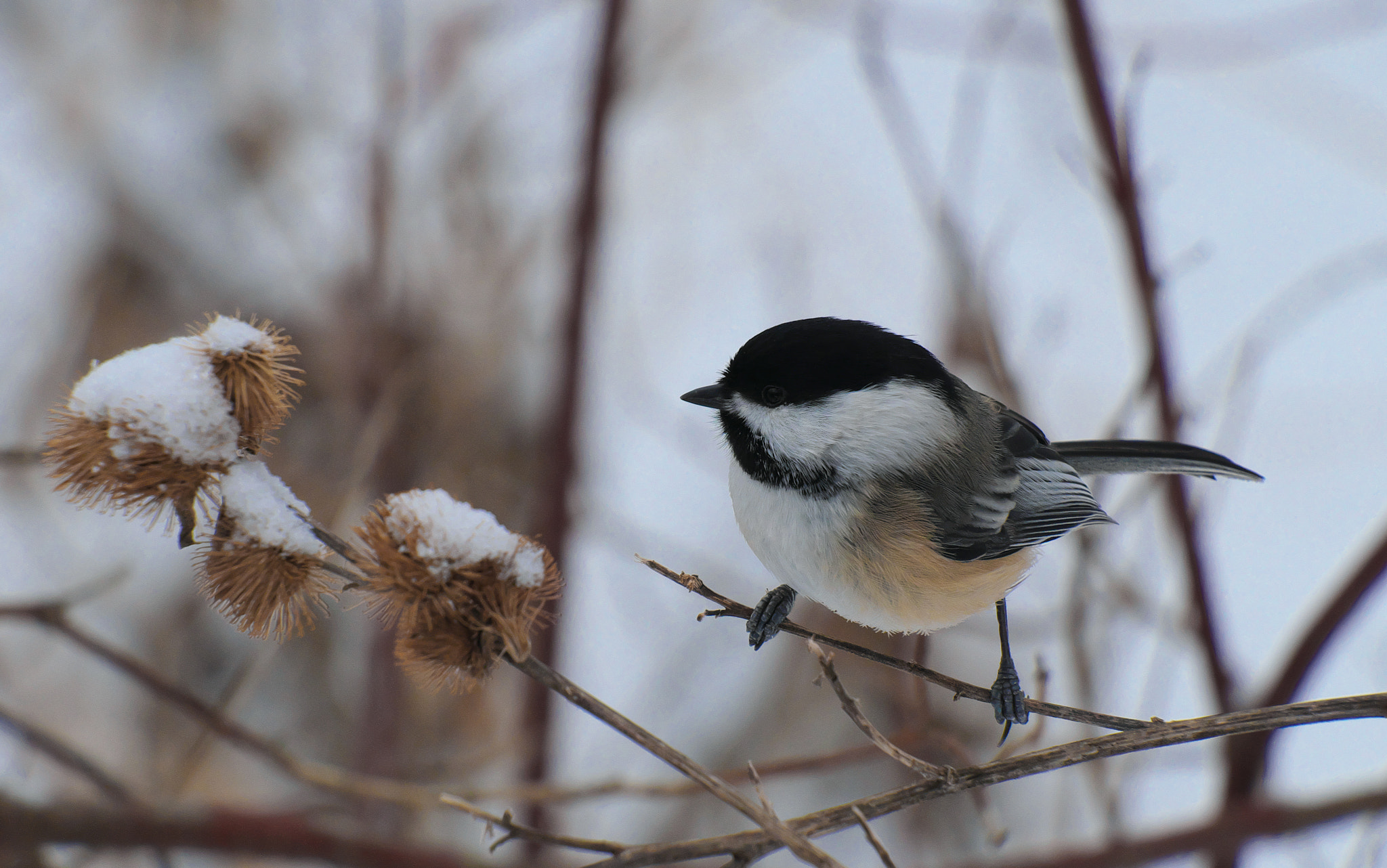 Fujifilm X-E1 + Fujifilm XF 55-200mm F3.5-4.8 R LM OIS sample photo. Chickadee 1 2017.02.05 photography